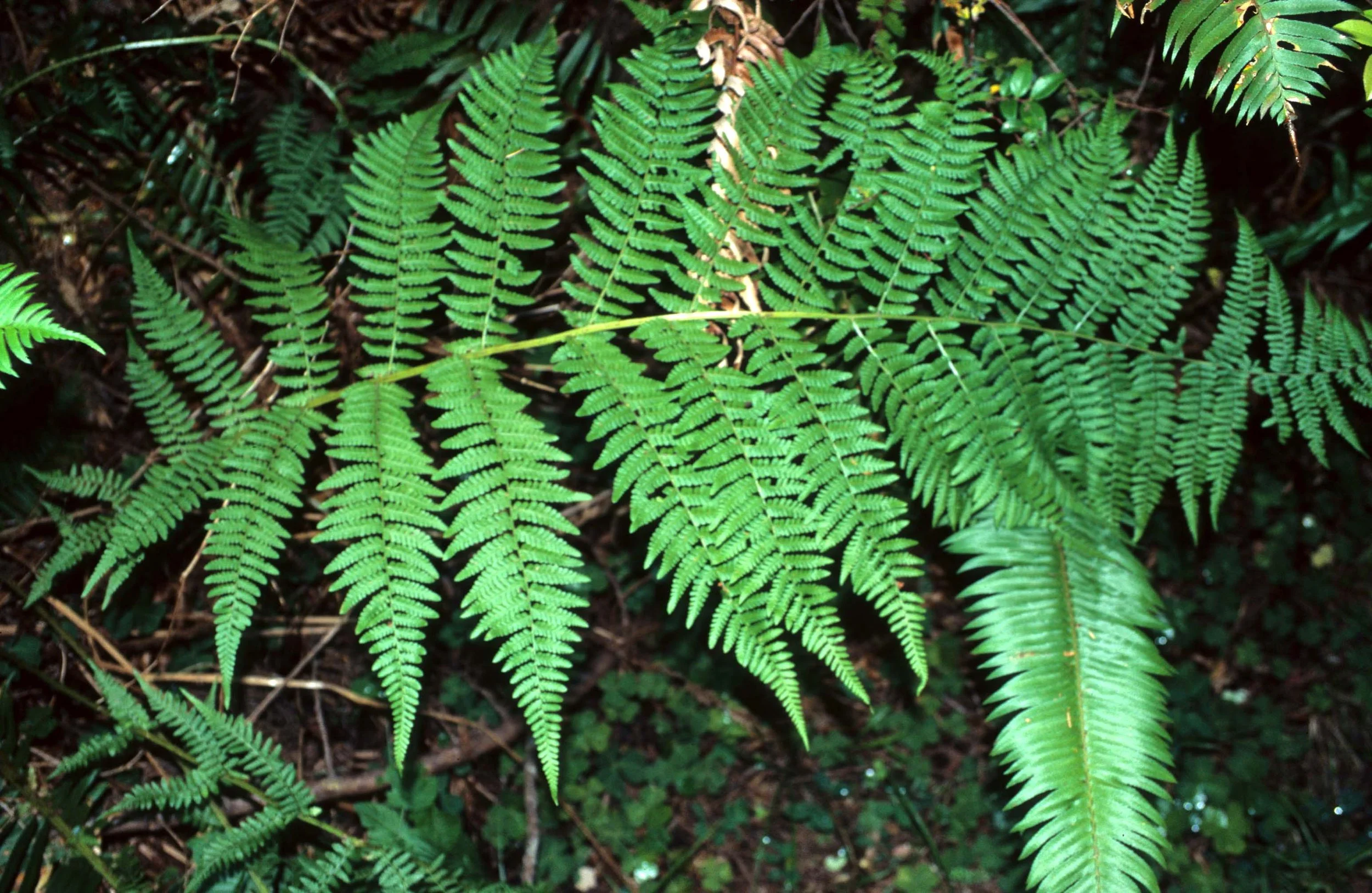 CALIFORNIA - REDWOODS NP - PTERIDOPHYTA - LADY FERN.jpg