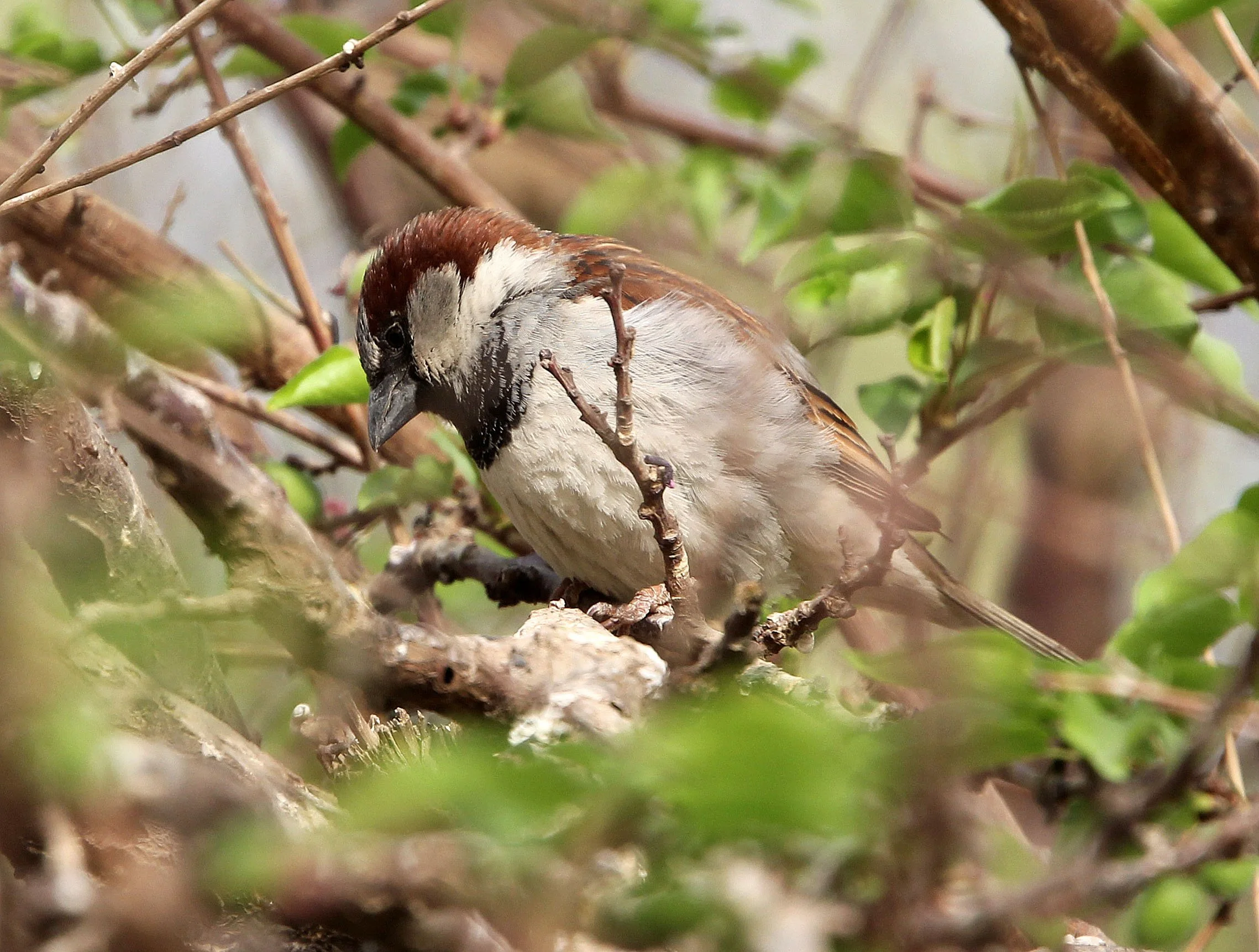 Spanish Sparrow (Passer hispaniolensis) Turpan Xinjiang China (6).JPG