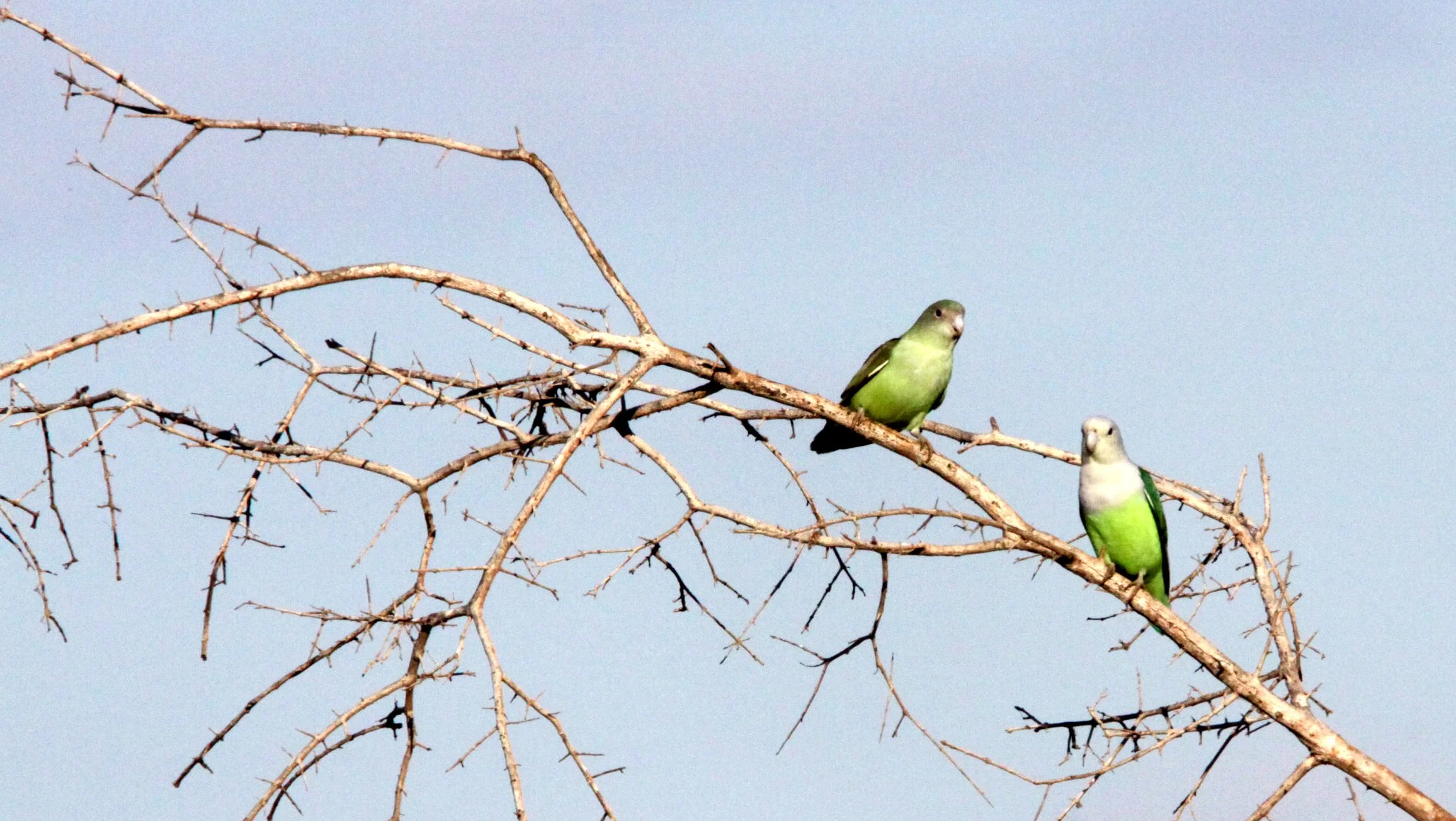 BIRD - PARROT - GREY-HEADED LOVE BIRDS - KIRINDY NATIONAL PARK - MADAGASCAR (5).JPG