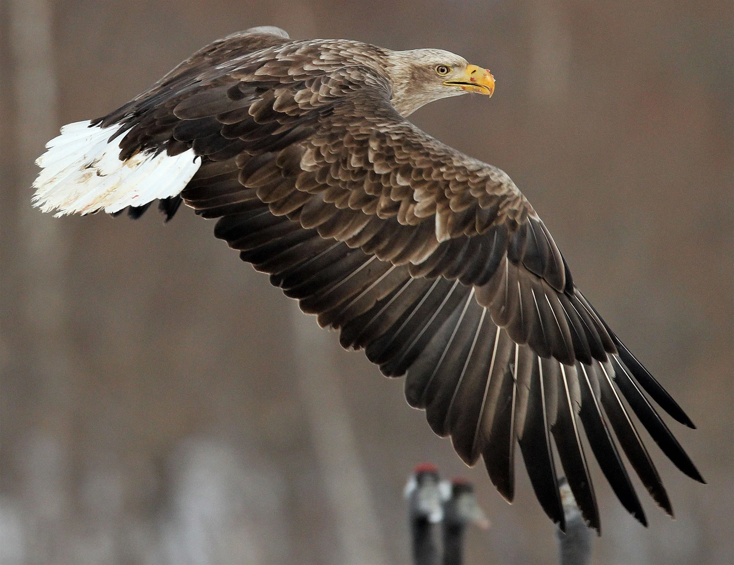 Haliaeetus albicilla - WHITE-TAILED EAGLE - AKAN INTERNATIONAL CRANE CENTER - HOKKAIDO JAPAN aa4.jpg