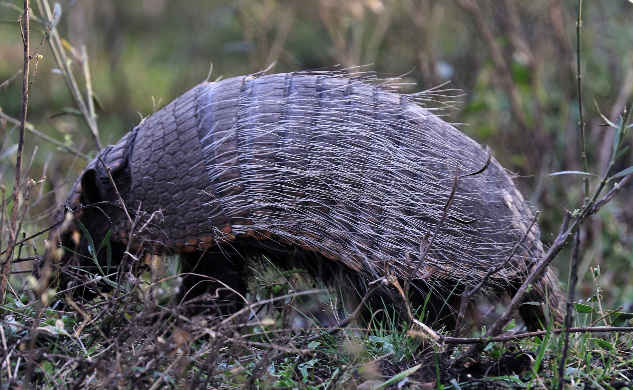 Six-banded Armadillo (Euphractus sexcinctus) El Palmar National Park, Entre Rios, Argentina (3).jpg