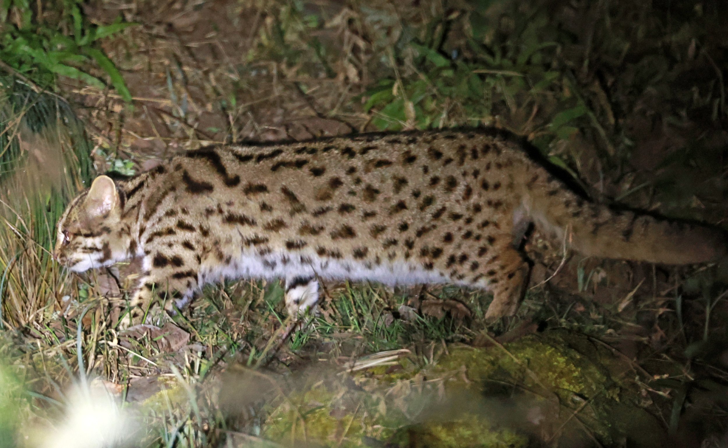 Mainland Leopard Cat (Prionailurus bengalensis) Tangjiahe National Nature Reserve, Sichuan China (48).jpg