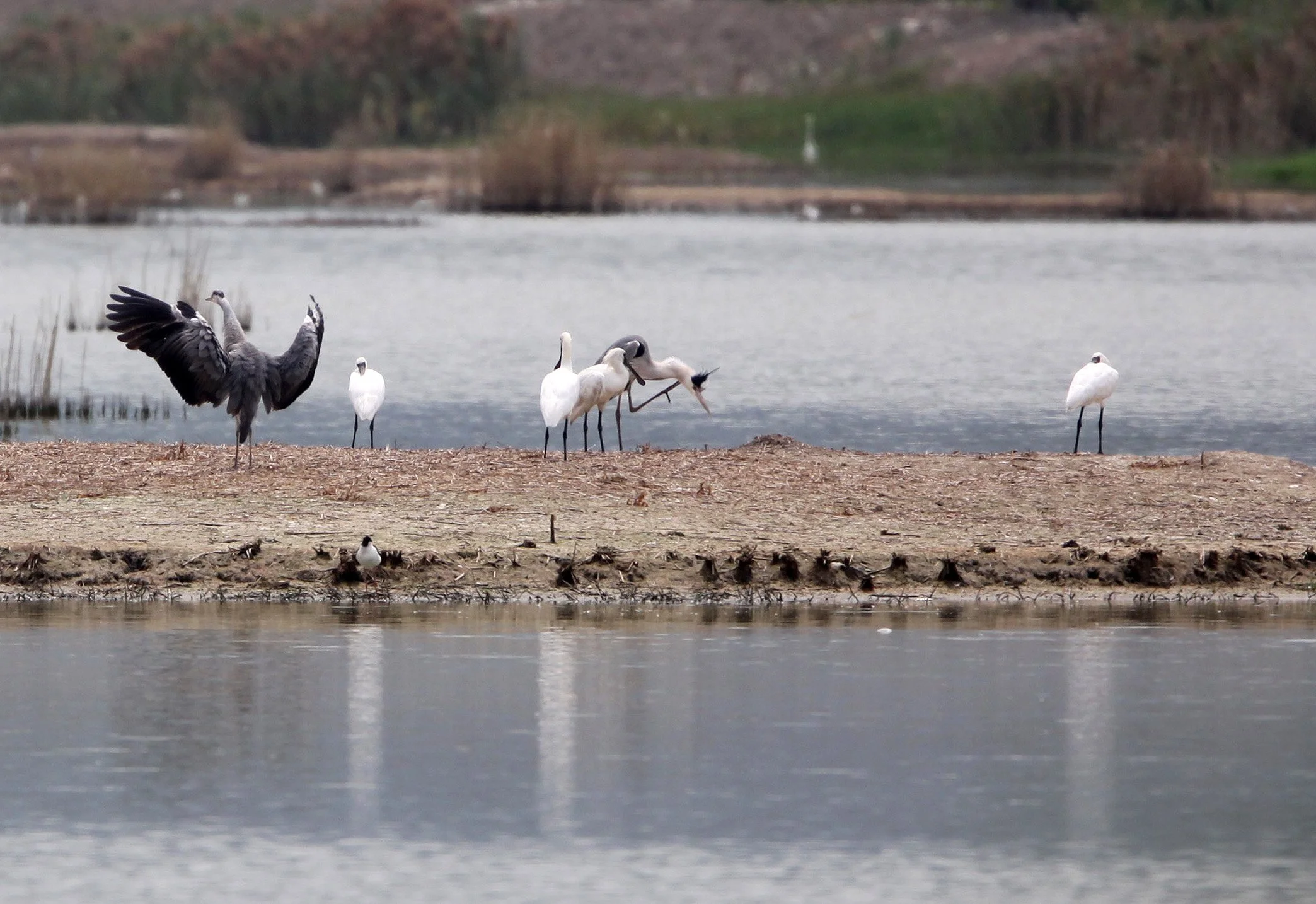 SPOONBILL - BLACK-FACED SPOONBILL - Platalea minor - MAI PO WETLANDS HONG KONG (4).JPG