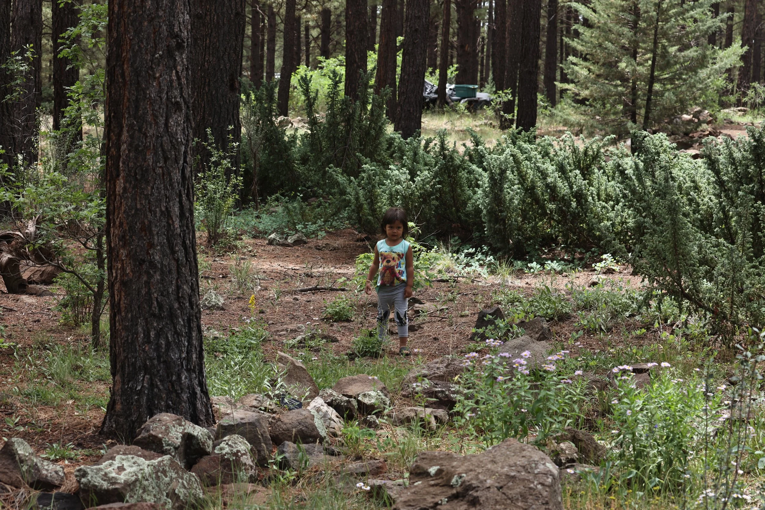 FLAGSTAFF ARBORETUM ARIZONA 2022 (3).JPG
