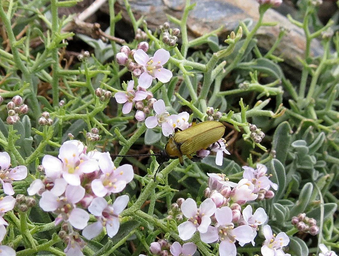 SIERRA NEVADA NATIONAL PARK SPAIN (27).JPG