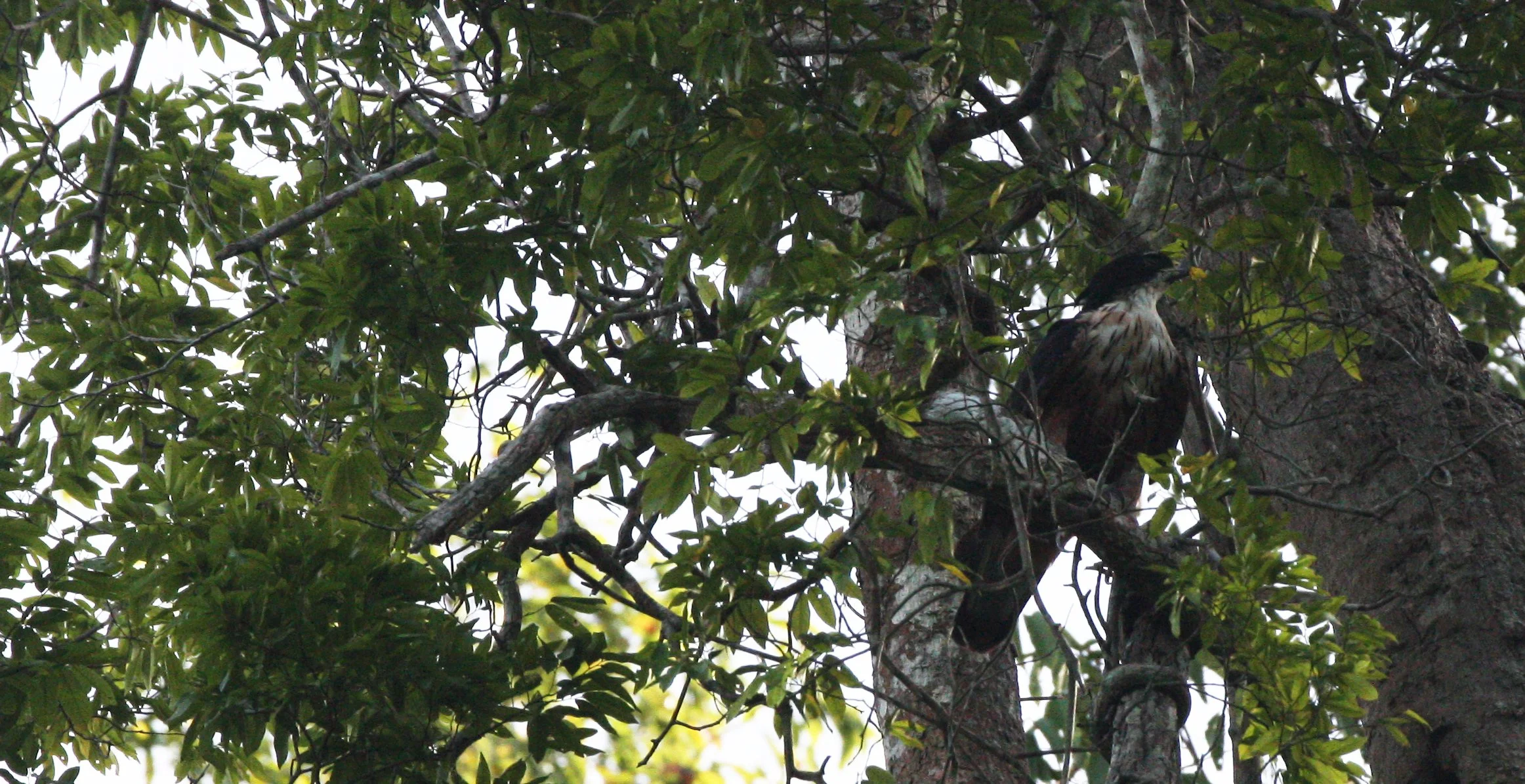 Hieraaetus kienerii - RUFOUS-BELLIED EAGLE - KAENG KRACHAN NP THAILAND (38).JPG