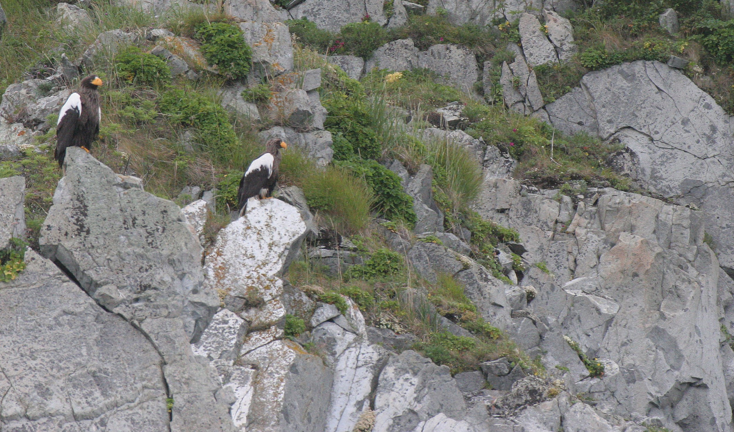 Haliaeetus pelagicus - STELLERS SEA EAGLE - ON KAMCHATKA COASTLINE - RUSSIA (30).jpg