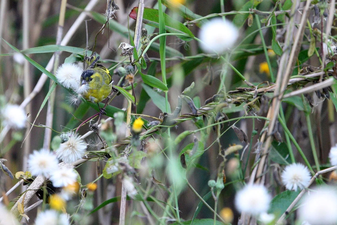 Eurasian Siskin (Spinus spinus) Nankou Rudong, China (16).JPG