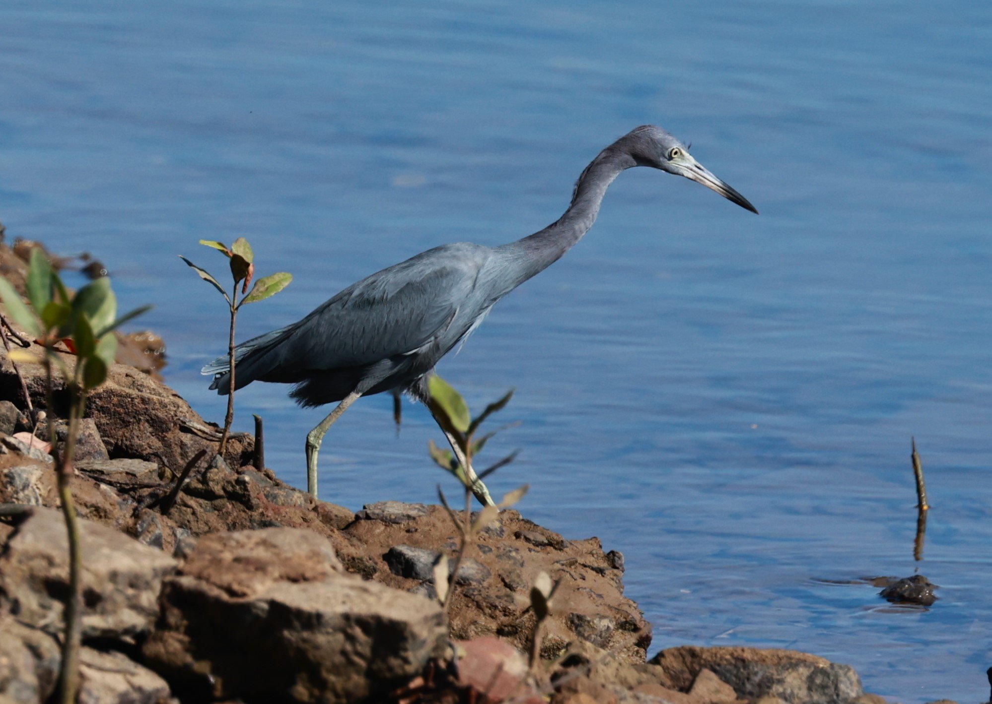 Heron - Little Blue Heron - Egretta caerulea - Illeus, Bahia Brazil, Una Township Area (14).JPG