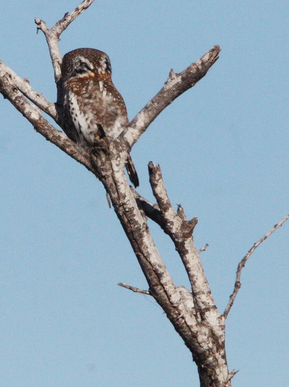 Glaucidium perlatum - PEARL-SPOTTED OWL - KRUGER NATIONAL PARK SOUTH AFRICA (12).JPG
