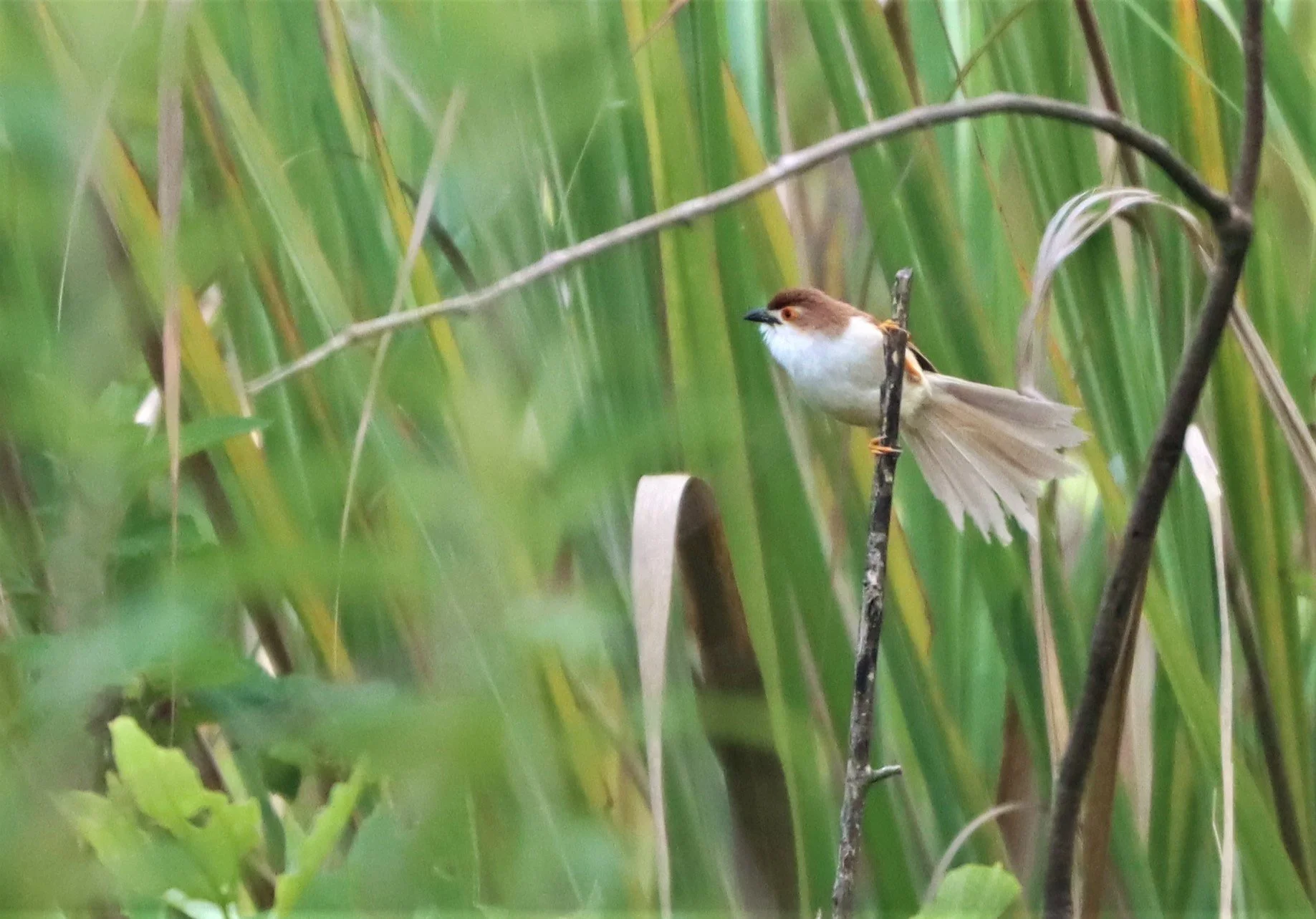 BABBLER - YELLOW-EYED BABBLER - hrysomma sinense - DOI LANG CHIANG MAI (27).jpg