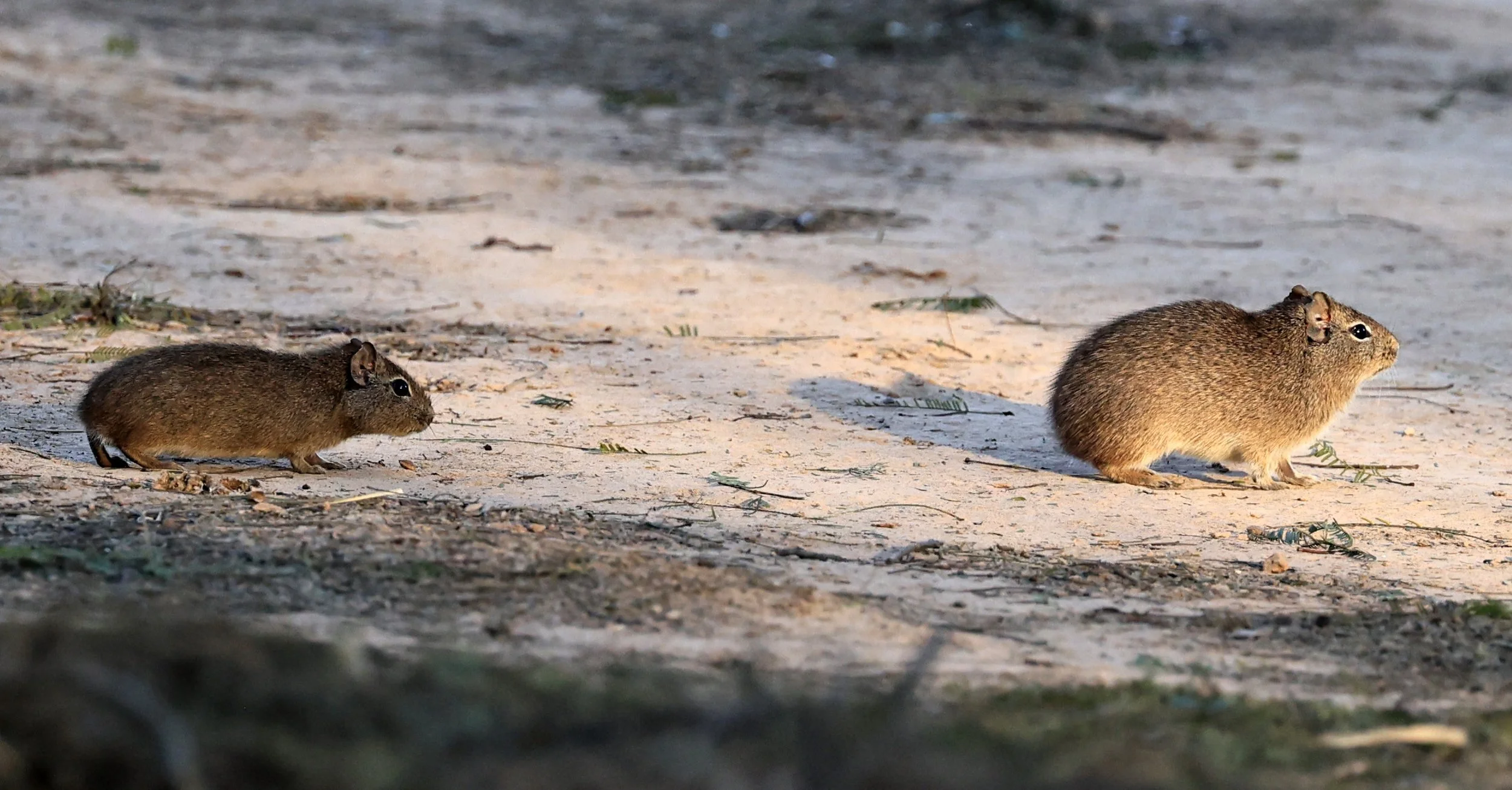 Lowland Yellow-Toothed Cavy (Galea leucoblephara) Hotel Iparoma Campestre Paraguay (34).jpg