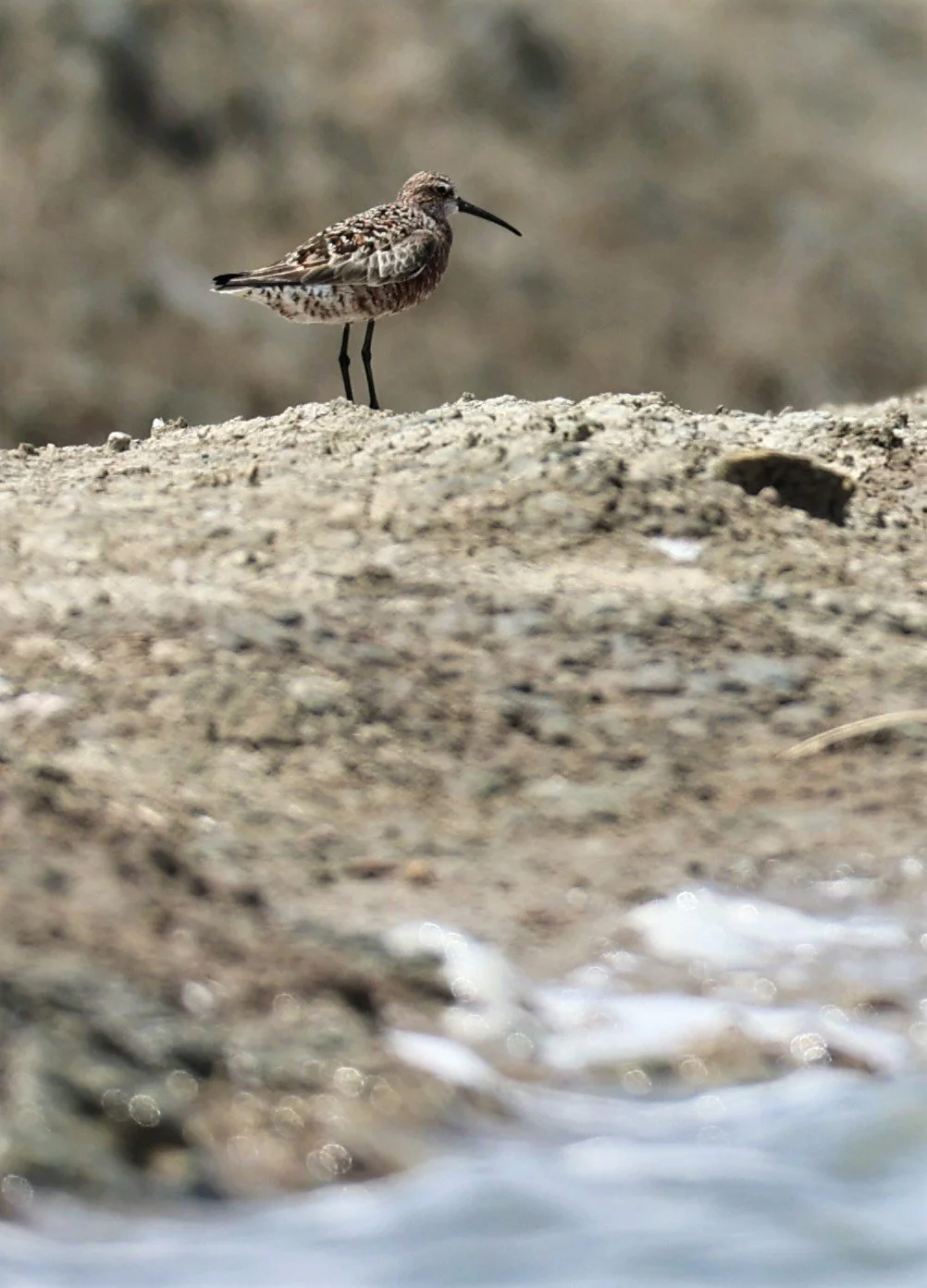SANDPIPER - CURLEW SANDPIPER - Calidris ferruginea - CHACHOENGSAO SALT PONDS SALT CAFE MAY 7 2022 (8).jpg