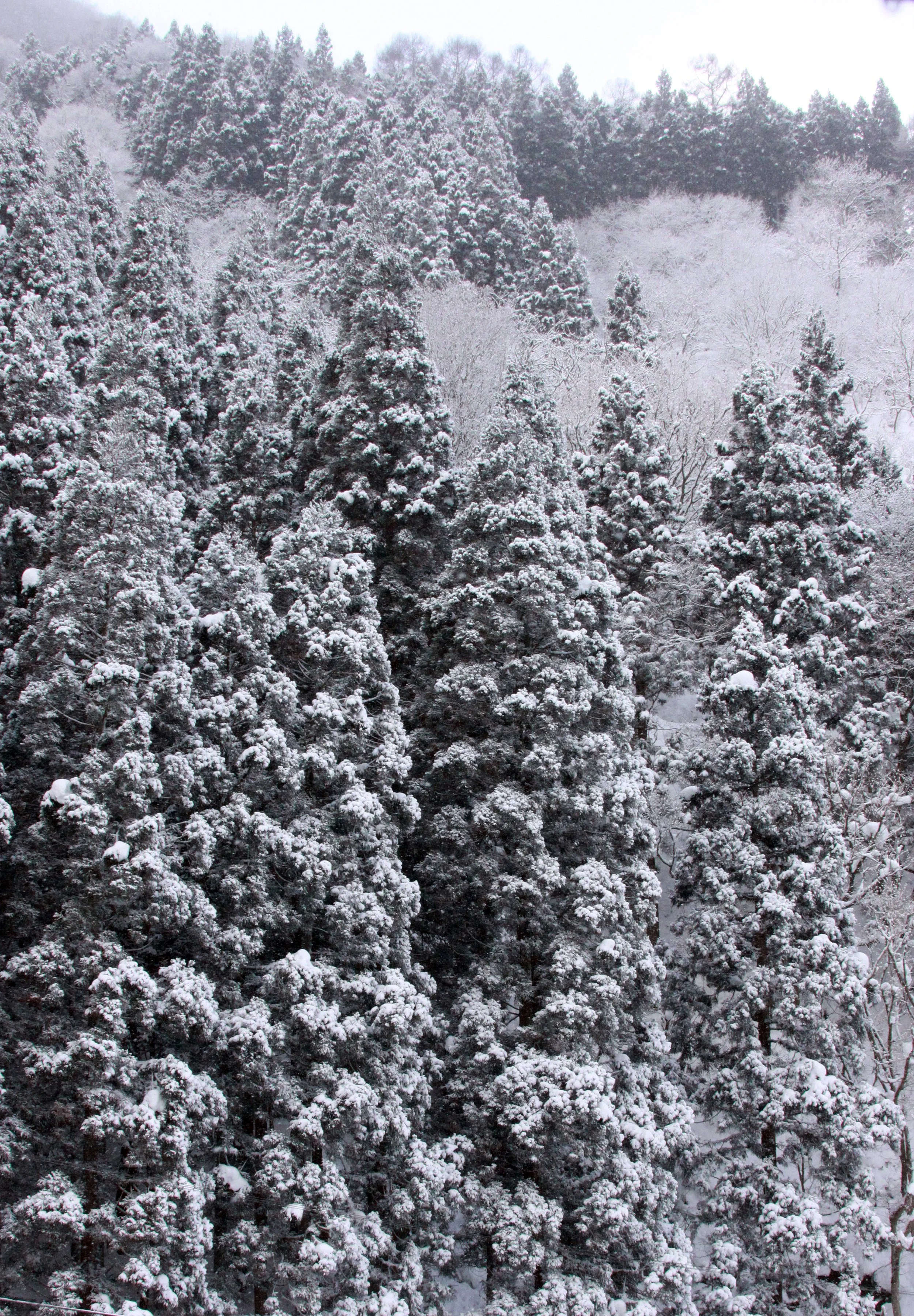 JIGOKUDANI ONSEN - NAGANO PREFECTURE JAPAN - FOREST SCENCES (8).JPG
