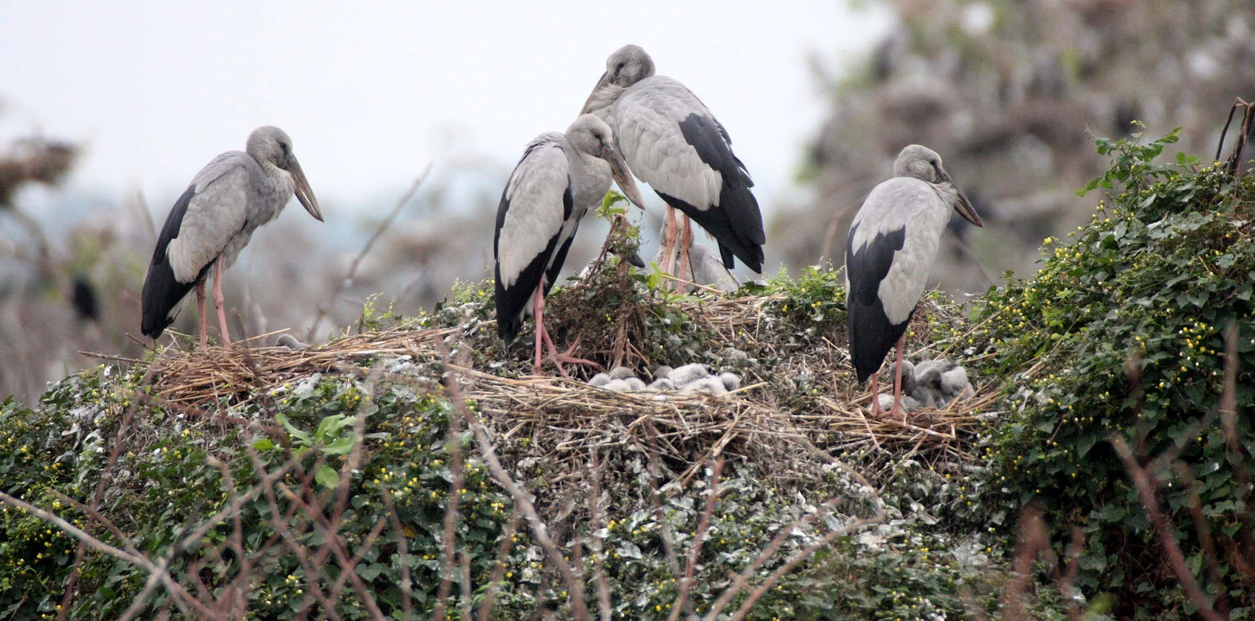 STORK - ASIAN OPENBILL - Anastomus oscitans - ROOKERY IN BUENG BORAPHET THAILAND - CHRISTMAS IN THAILAND TRIP 2008 (32).JPG
