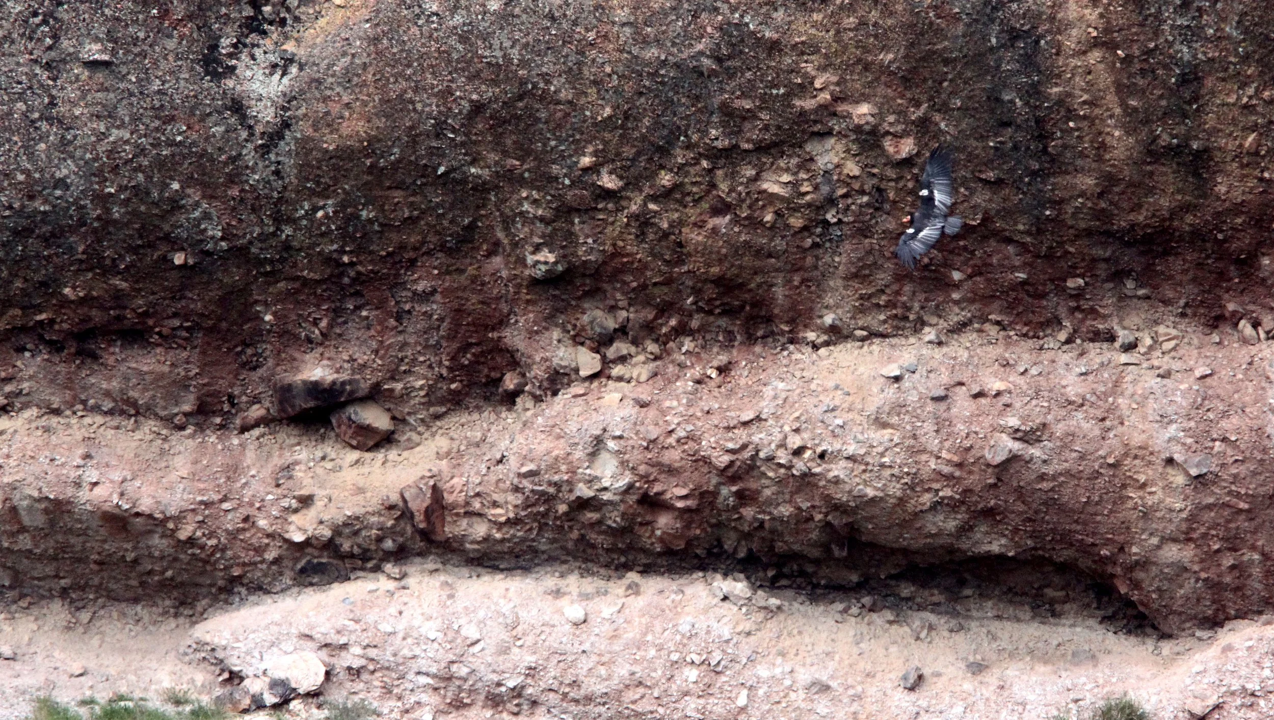 Gymnogyps californianus - CALIFORNIA CONDOR - PINNACLES NATIONAL MONUMENT CALIFORNIA (12).JPG