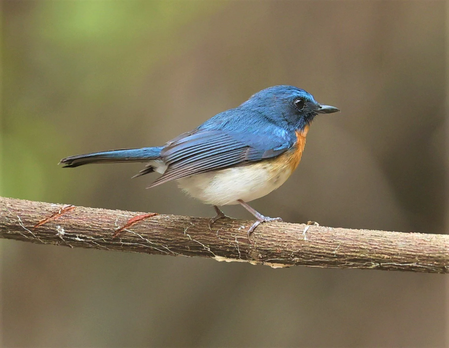 FLYCATCHER - INDOCHINESE BLUE-FLYCATCHER - Cyornis sumatrensis - SRI SATCHANALAI NP MANAO WATERHOLE MAY 1 2022 (55).jpg