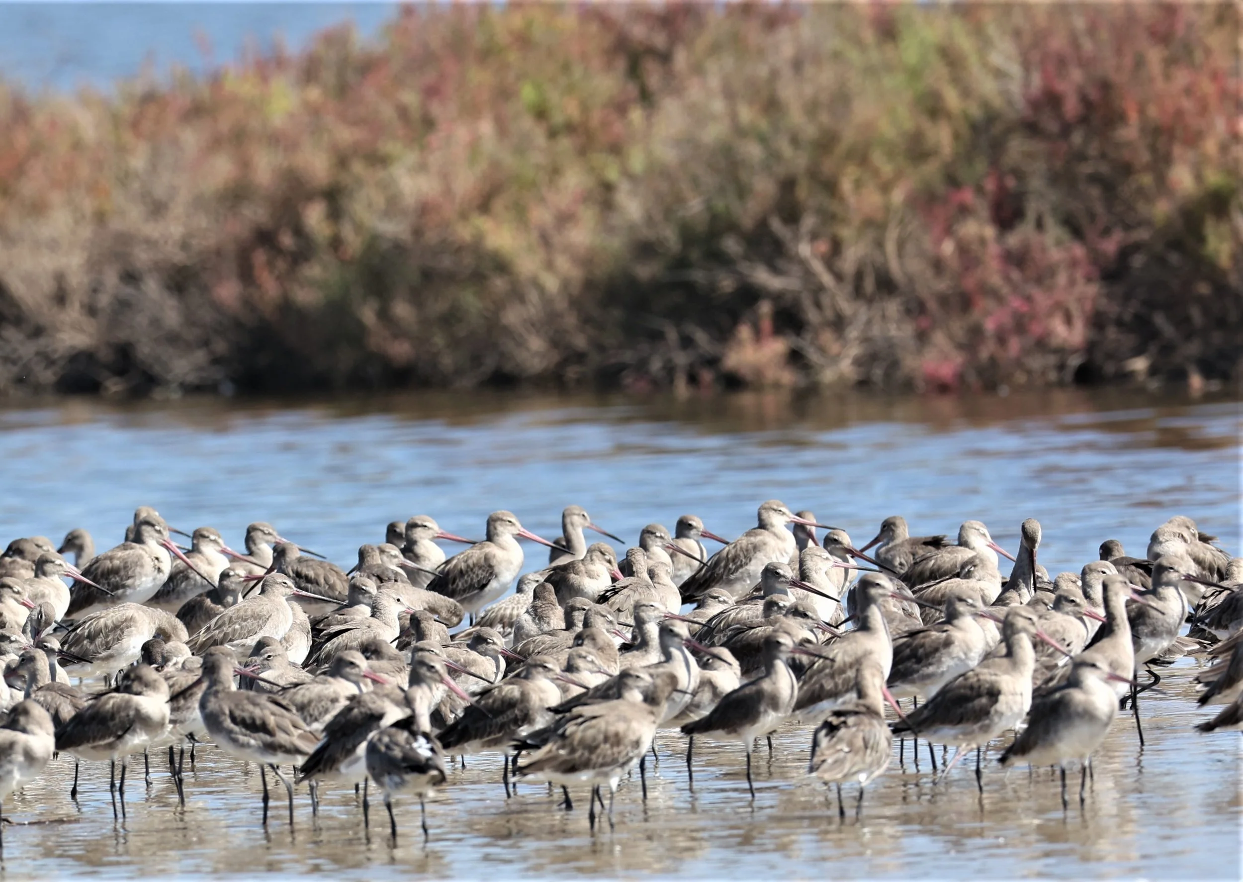 GODWIT - BLACK-TAILED GODWITS - Limosa limosa - BANG PU 11 DEC 2021 (157).jpg