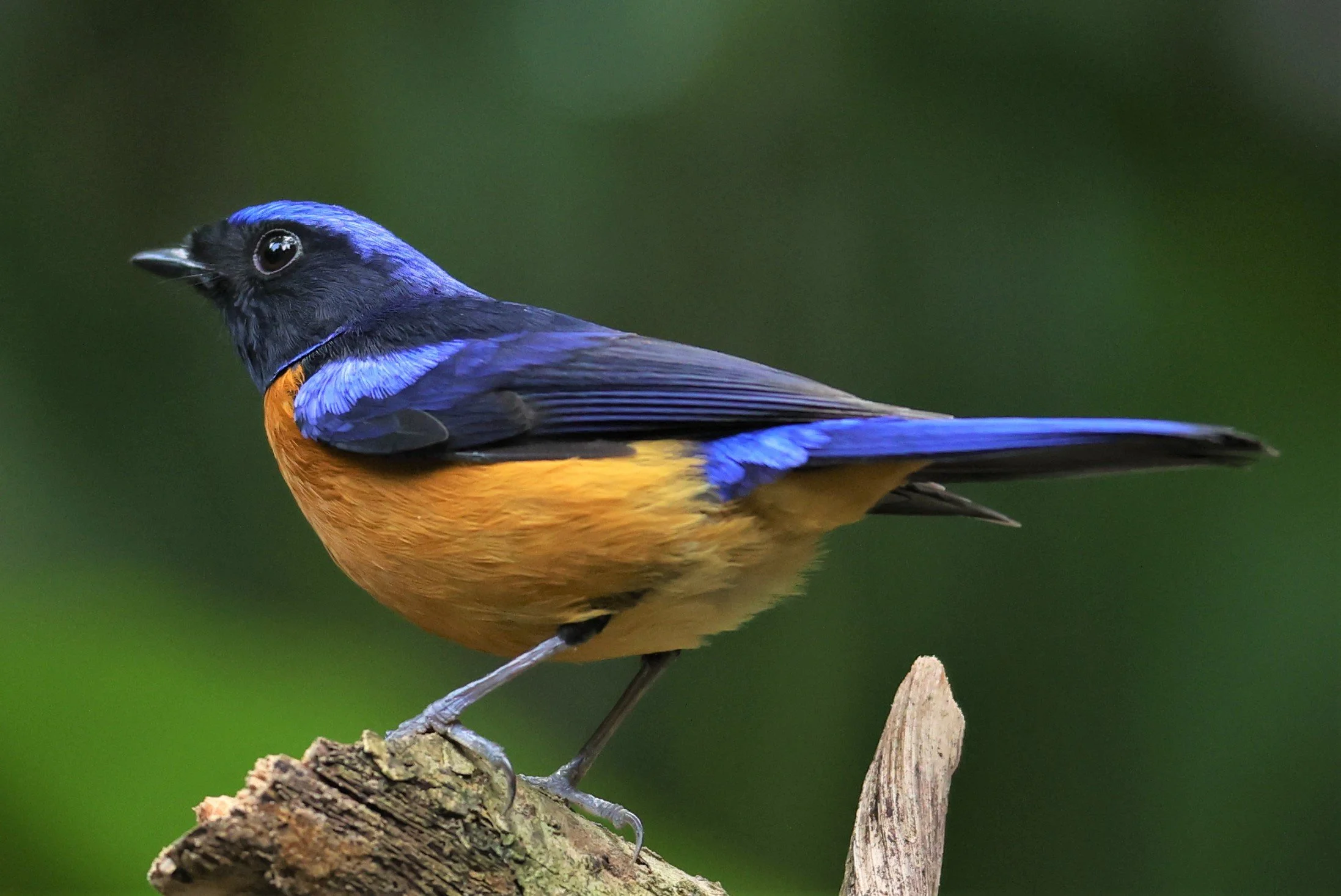 NILTAVA - RUFOUS-BELLIED NILTAVA - Niltava sundar - DOI INTHANON NP CHIANG MAI, DEC 2021 (21).JPG