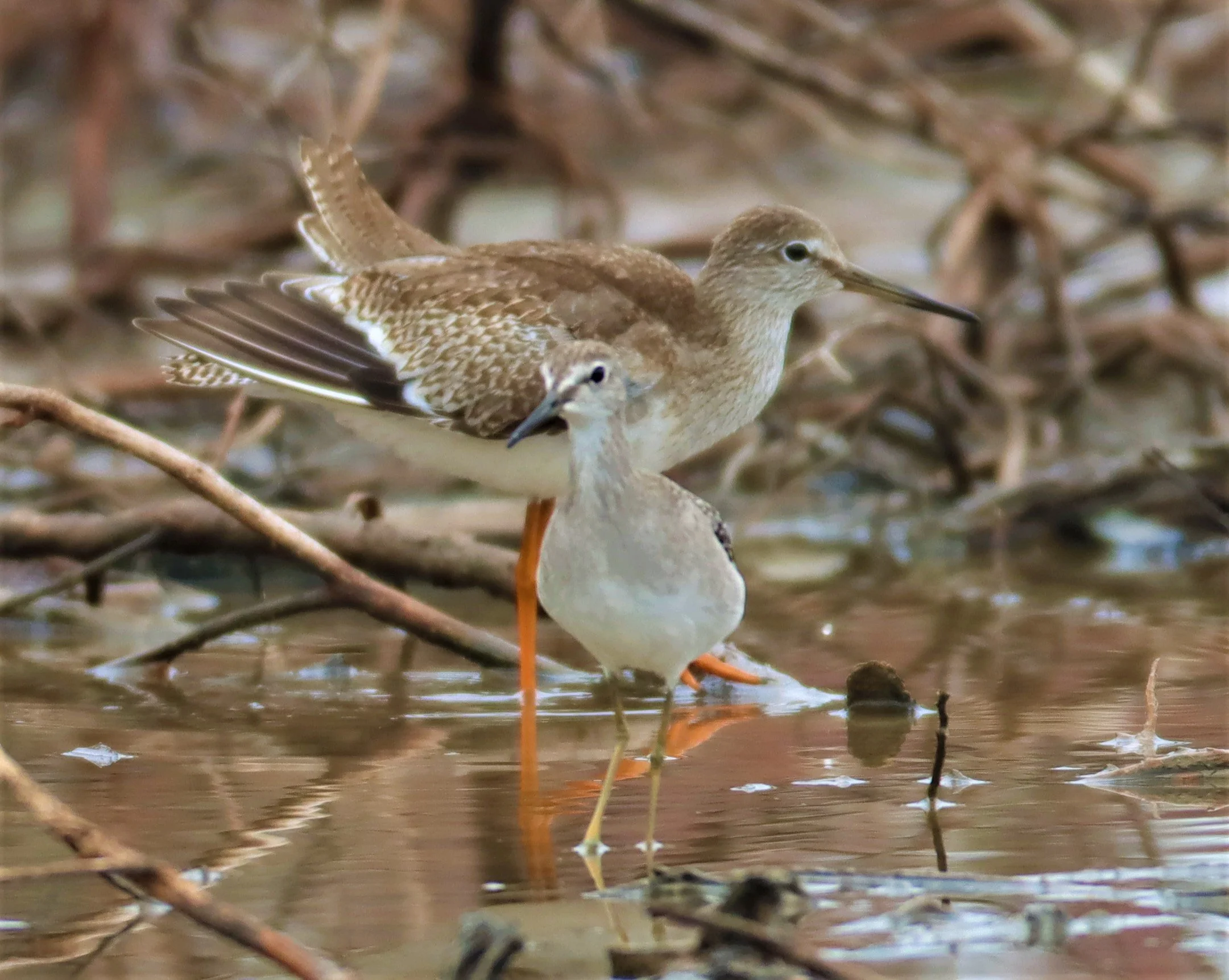 REDSHANK - SPOTTED REDSHANK - Tringa erythropus - WITH WOOD SANDPIPER - BANG PU MANGROVE RESERVE SAMUT PRAKAN SEPT 5 2021 (3).jpg