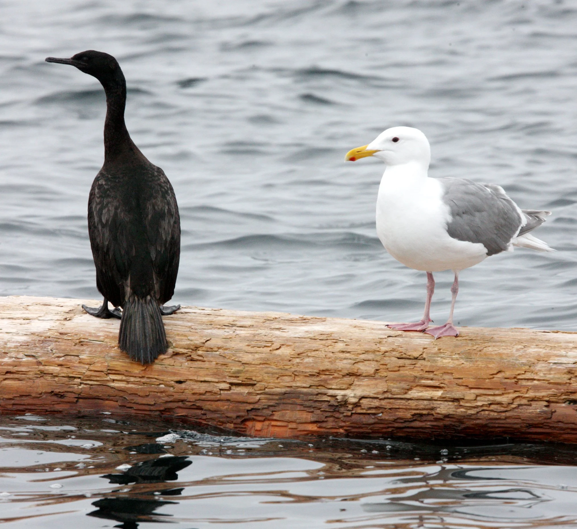 Urile pelagicus - Pelagic Cormorant - Knight Inlet, British Columbia Canada (3).JPG