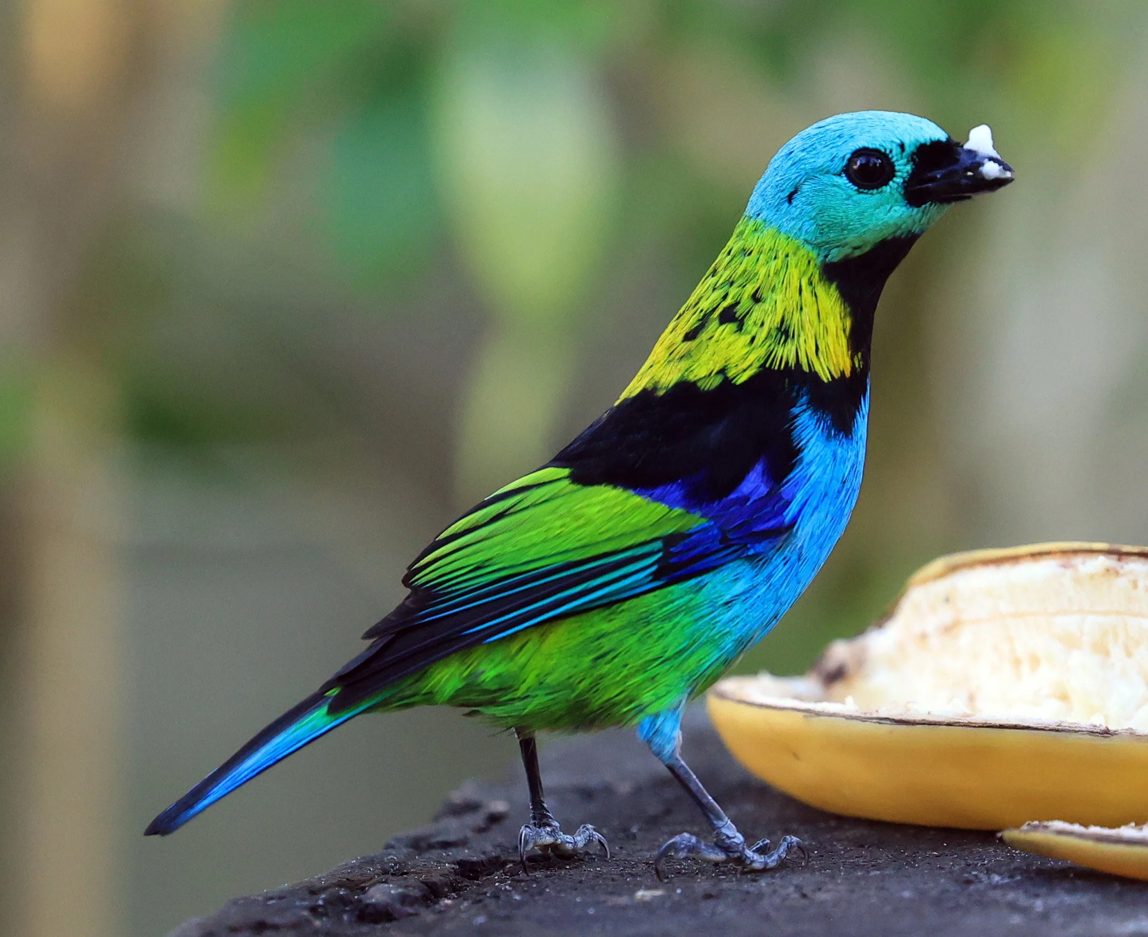 Green-headed Tanager (Tangara seledon)  Superagui National Park, Brazil (243).jpg