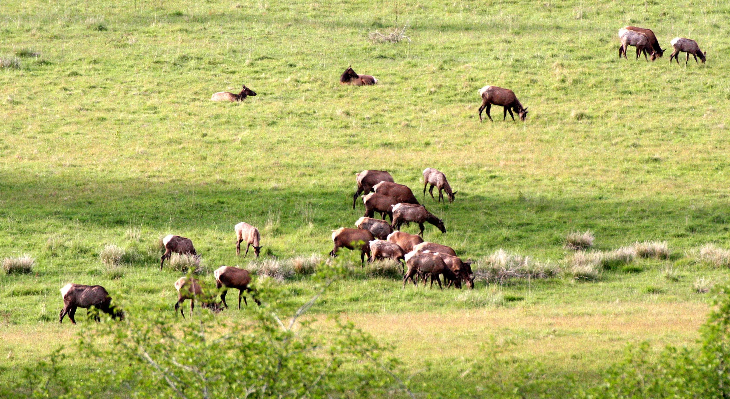 CERVID - ELK - ROOSEVELT ELK - WEST END HERD NEAR HOH RIVER WA.JPG