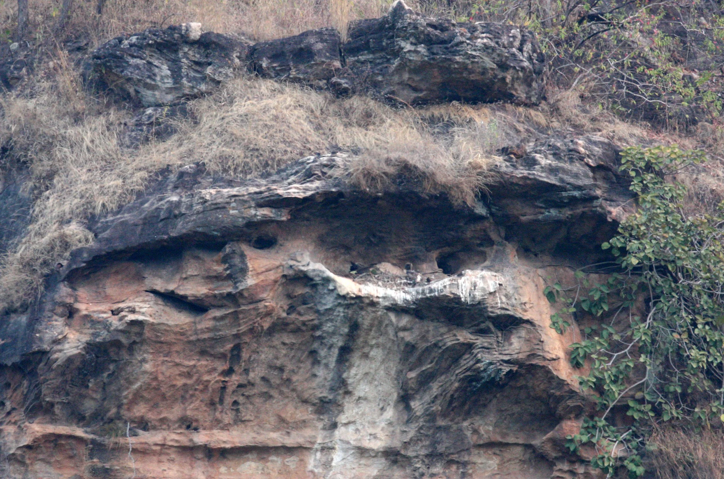 Aquila fasciata - BONELLI'S EAGLE - CIRCAETUS GALLICUS - CHAMBAL SANCTUARY INDIA (2).JPG