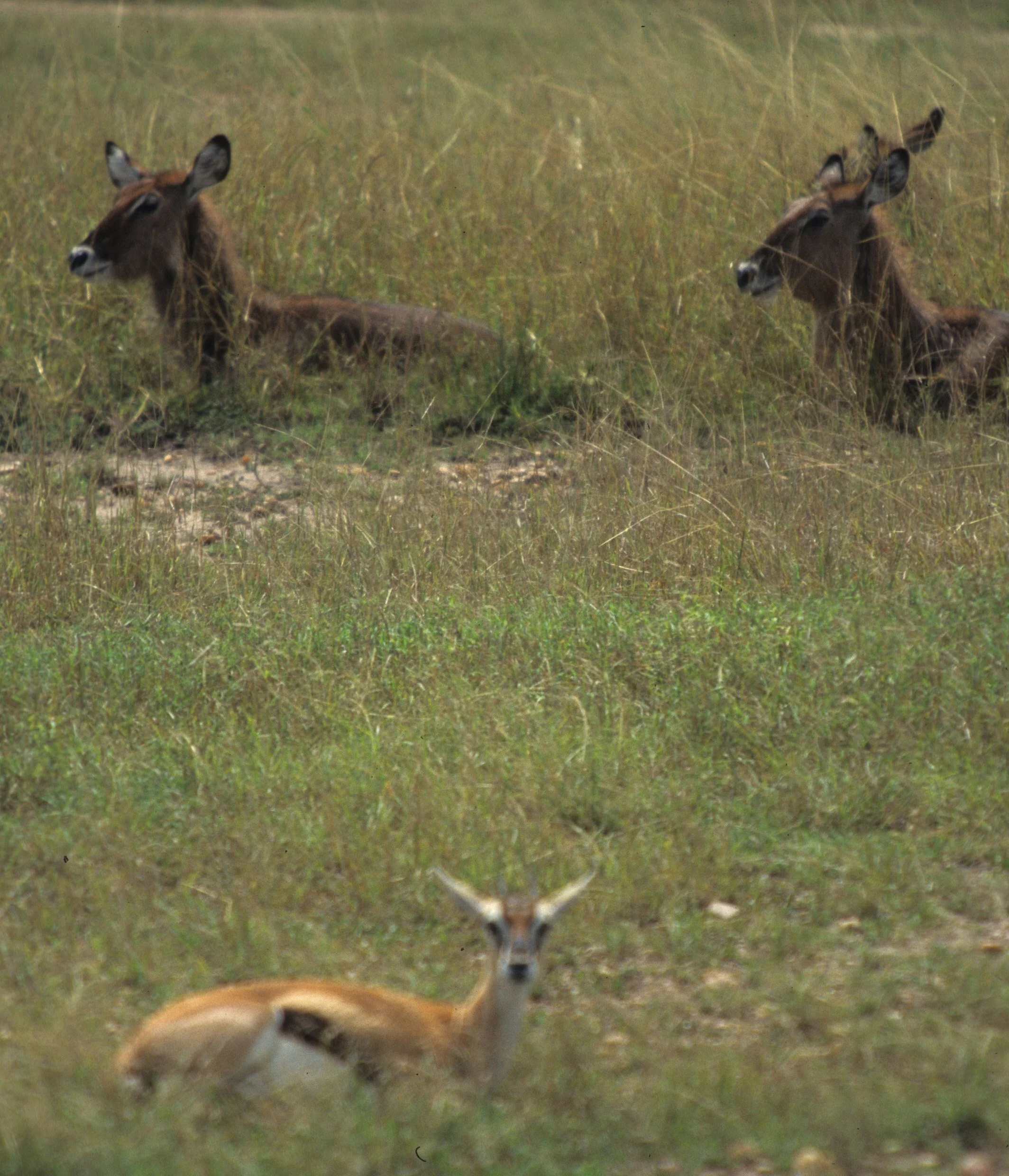 BOVID - WATERBUCK - DEFASSA - SERENGETI.jpg