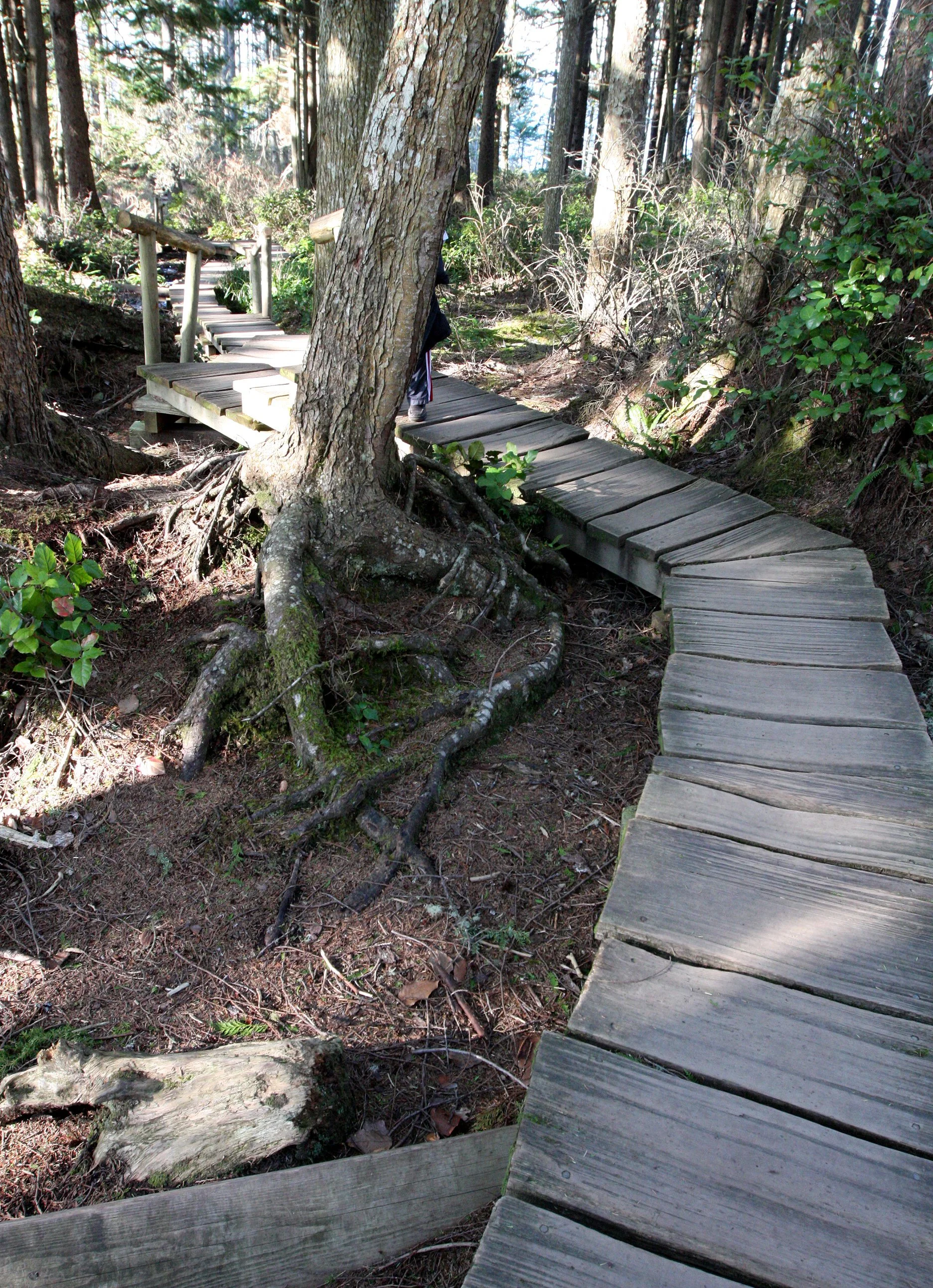 CAPE FLATTERY OLYMPIC PENINSULA - 2010-2-20 (7).JPG