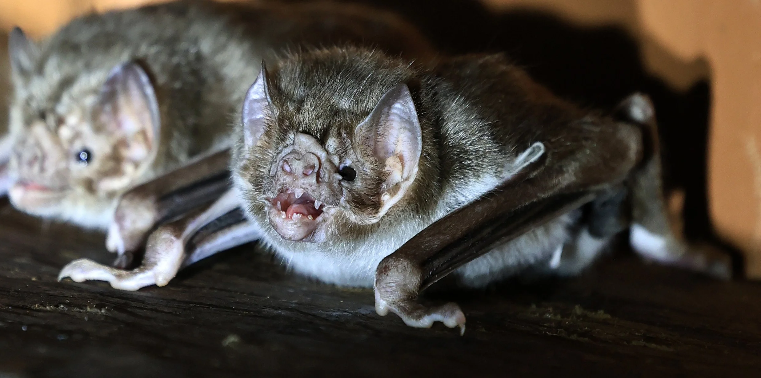 Common Vampire Bat (Desmodus rotundus) Abandoned house on road between Pozo Colorado & Asuncion (31).jpg