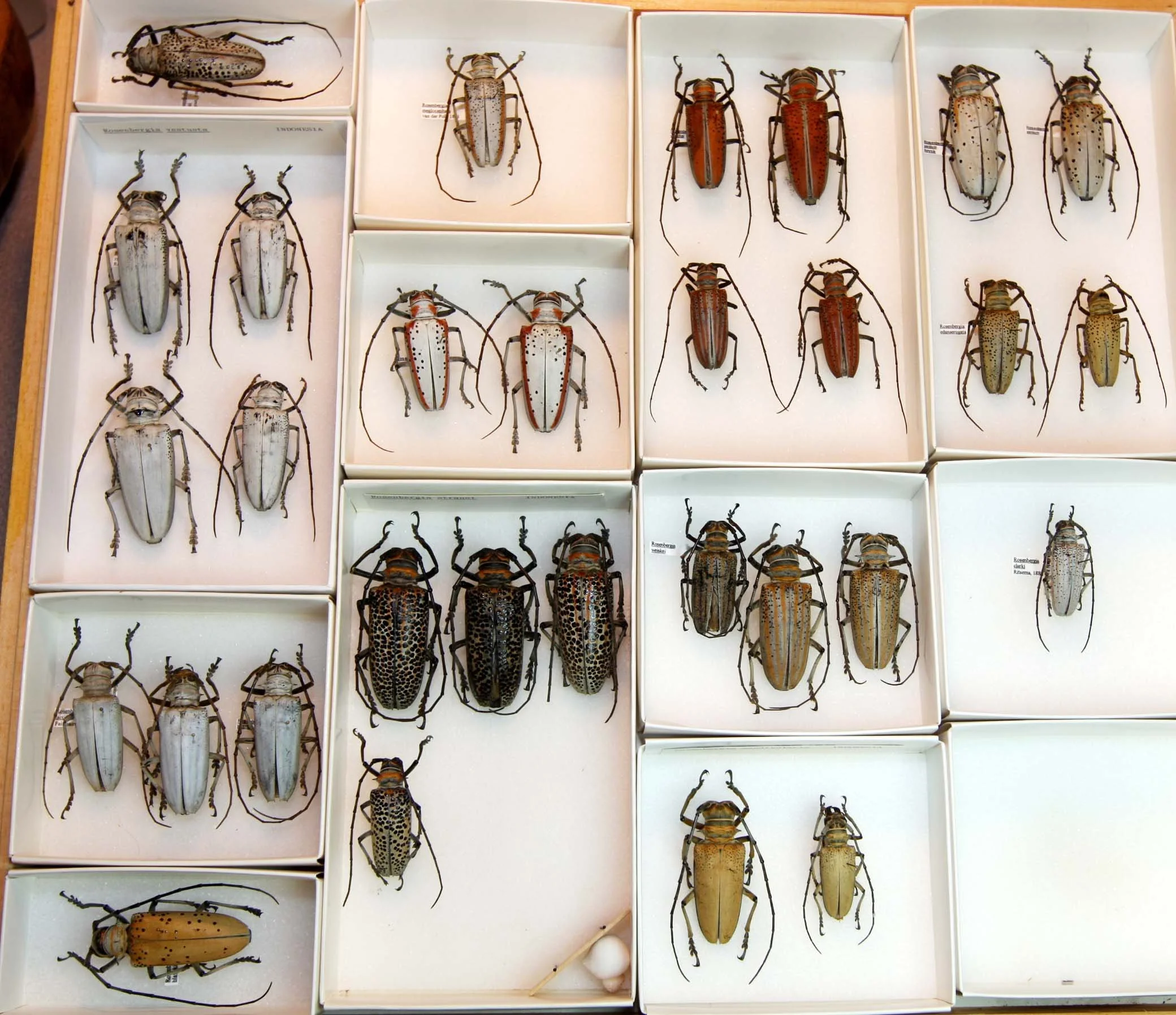 12 Lamiinae - Batocerini - Rosenbergia.JPG
