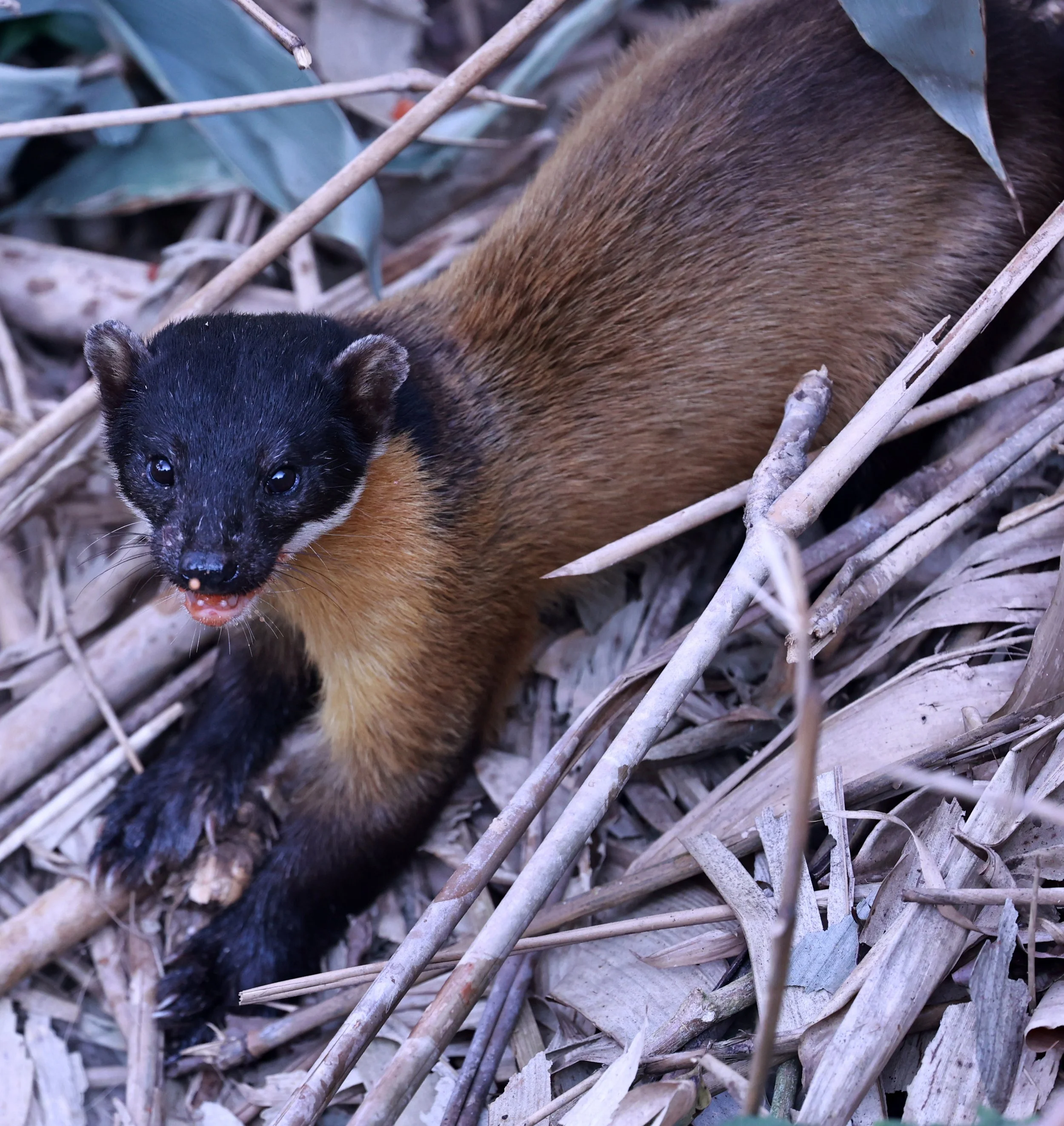 The yellow-throated marten (Martes flavigula) can be found from the Himalayas and eastern Russia down to the Malay Peninsula and the islands of Borneo, Sumatra, and Java. They inhabit a variety of landscapes, including temperate mixed forests, tropic