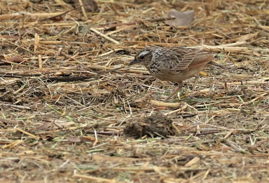 Indochinese Bushlark (Mirafra erythrocephala) Laem Pak Bia Thailand (1).jpg