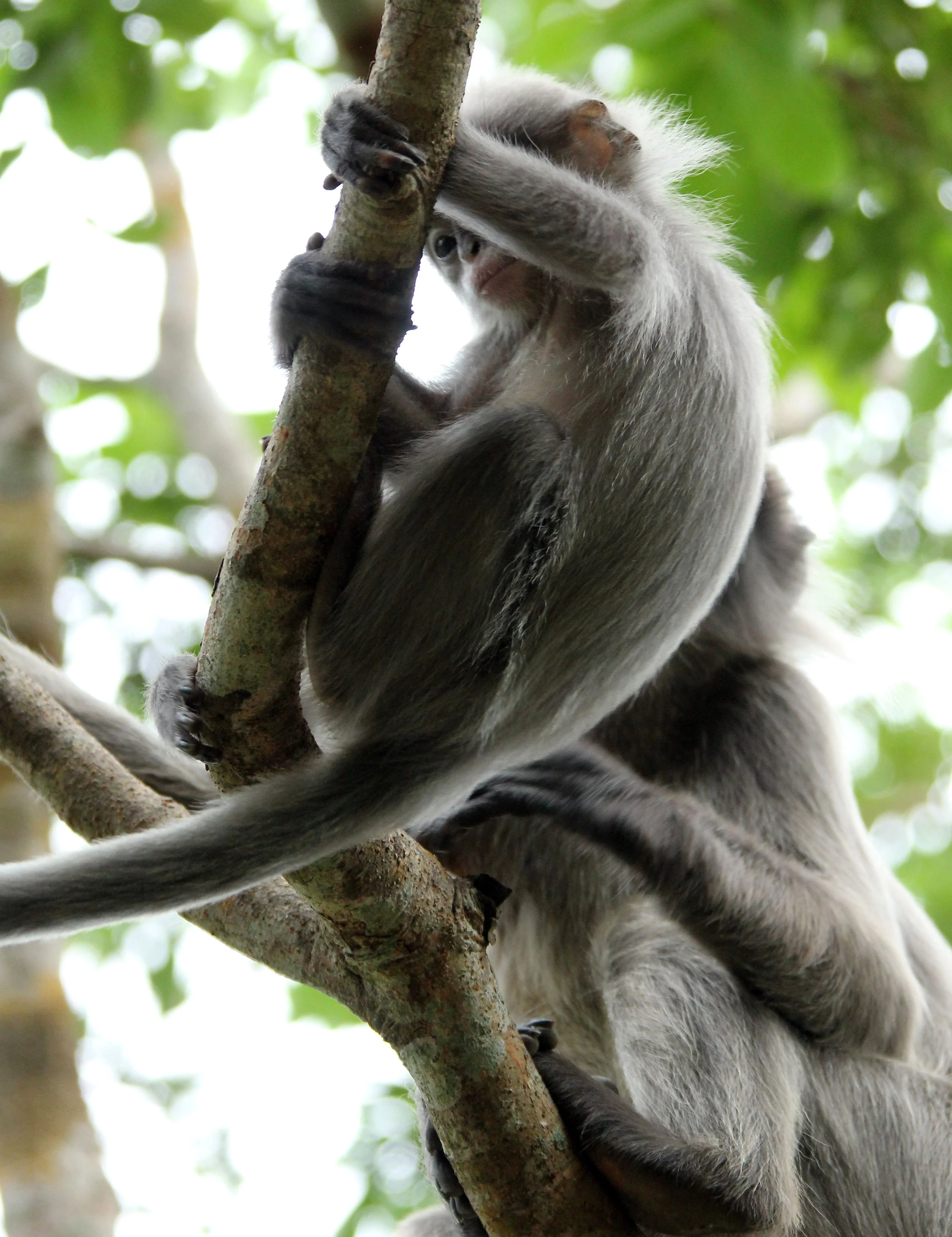 CERCOPITHECIDAE - Trachypithecus crepusculus - INDOCHINESE GRAY LANGUR - PHI THA KHON TEMPLE LOEI (112).JPG