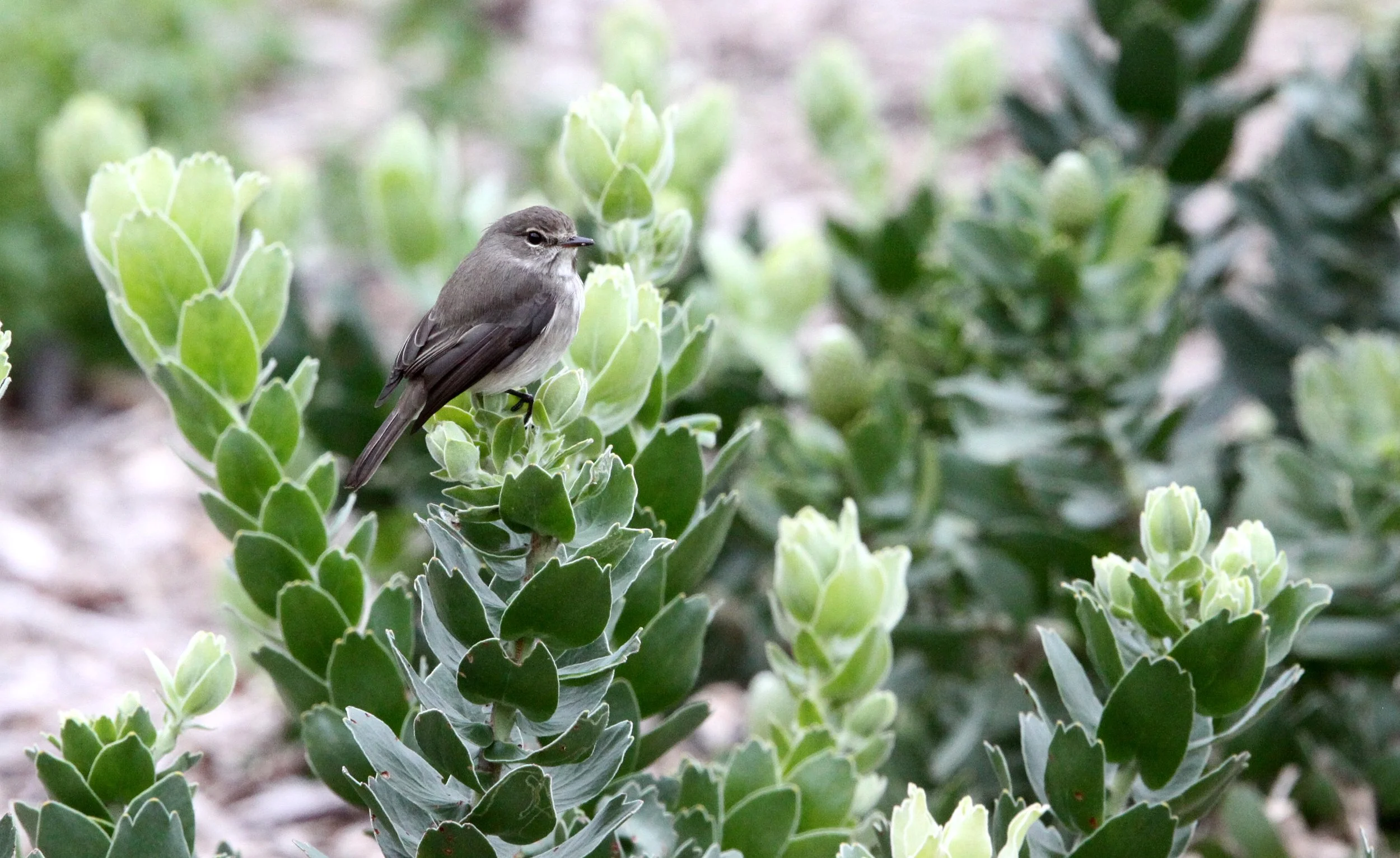 BIRD - FLYCATCHER - AFRICAN DUSKY FLYCATCHER - CAPE TOWN ARBORETUM SOUTH AFRICA (2).JPG