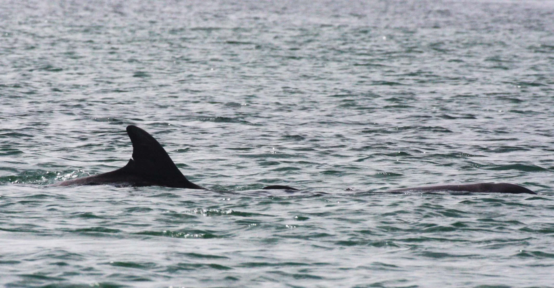 Tursiops truncatus - COMMON BOTTLENOSE DOLPHIN - SAN IGNACIO LAGOON BAJA MEXICO (38).JPG