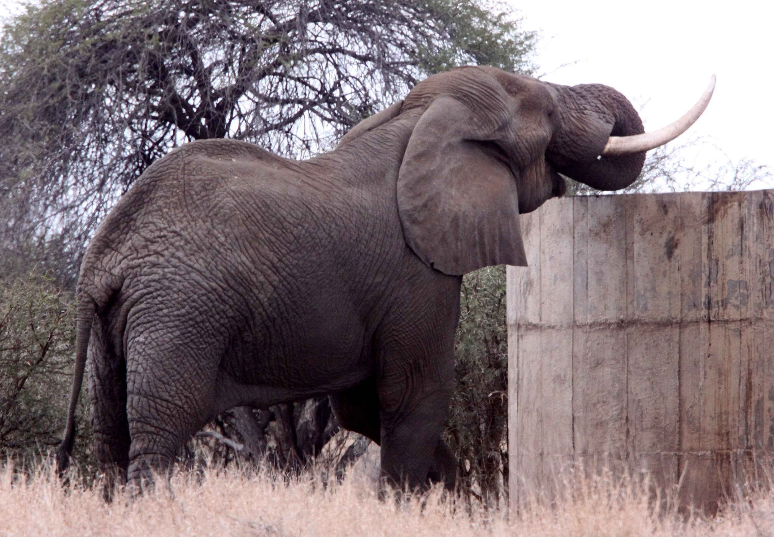 ELEPHANT - AFRICAN ELEPHANT - SIPPING AT THE HOLE - KRUGER NATIONAL PARK SOUTH AFRICA.JPG