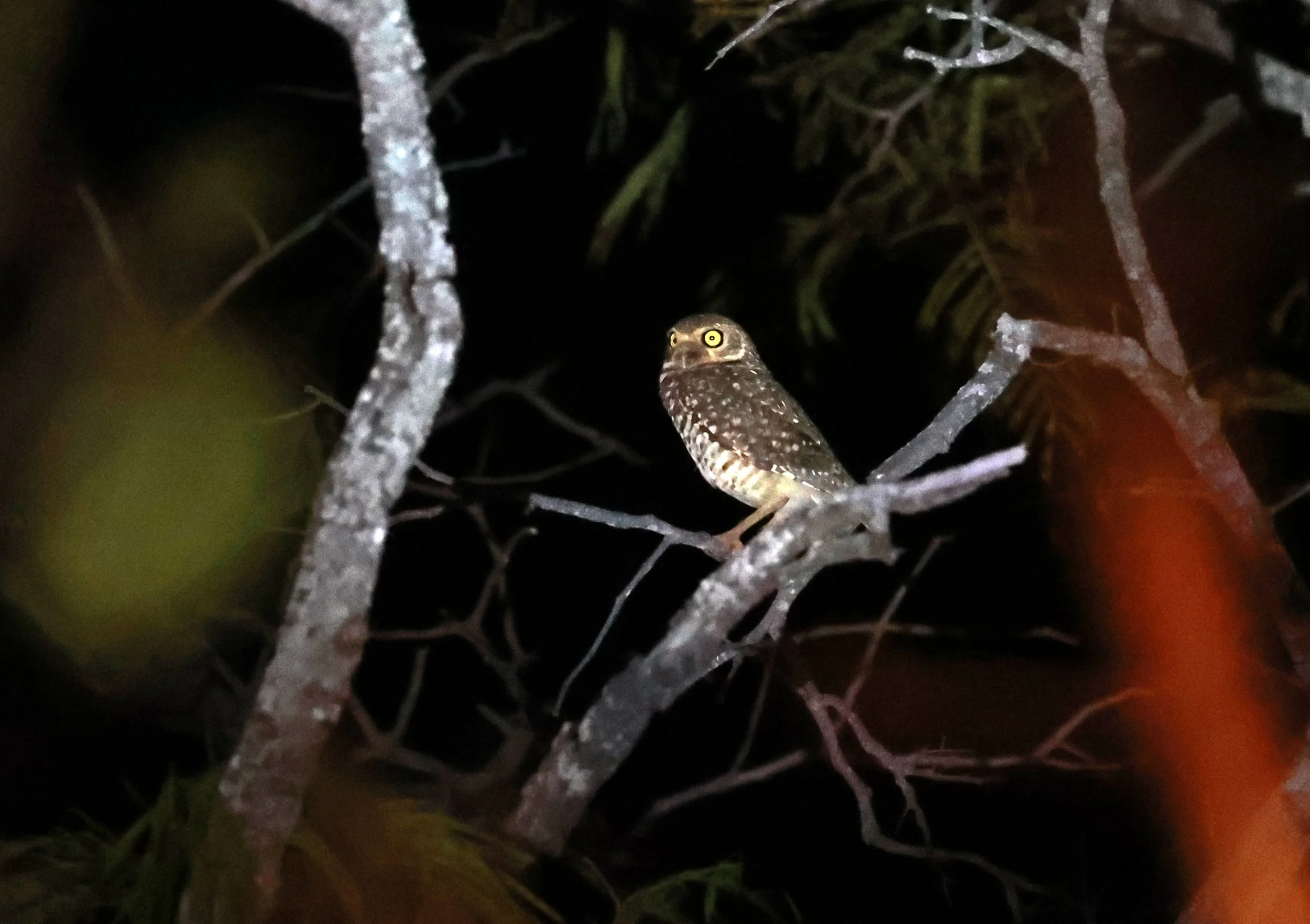 Owl - Burrowing Owl - Athene cunicularia - Emas National Park, Goias State, Brazil (5).jpg