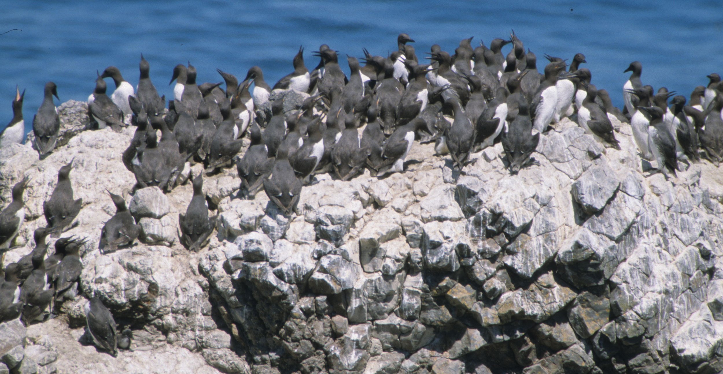 Uria aalge - COMMON MURRE - YAQUINA HEAD OREGON (5).jpg