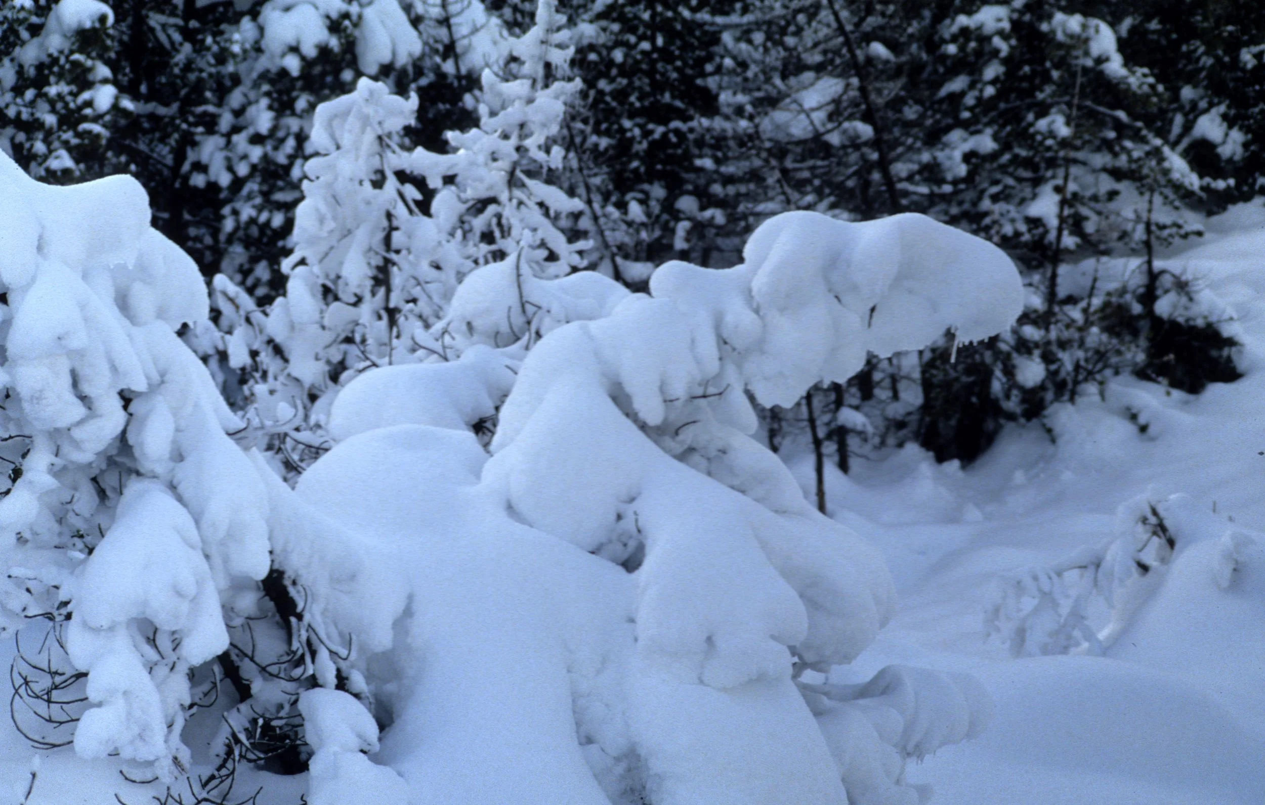 YELLOWSTONE IN WINTER Q.jpg