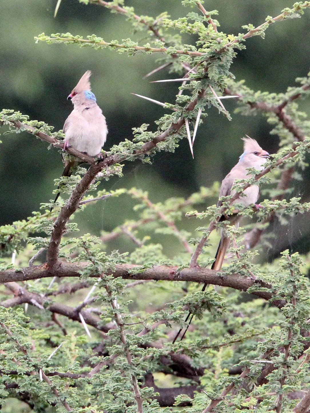 Blue-naped Mousebird (Urocolius macrourus) Langano Lake Ethiopia (6).JPG