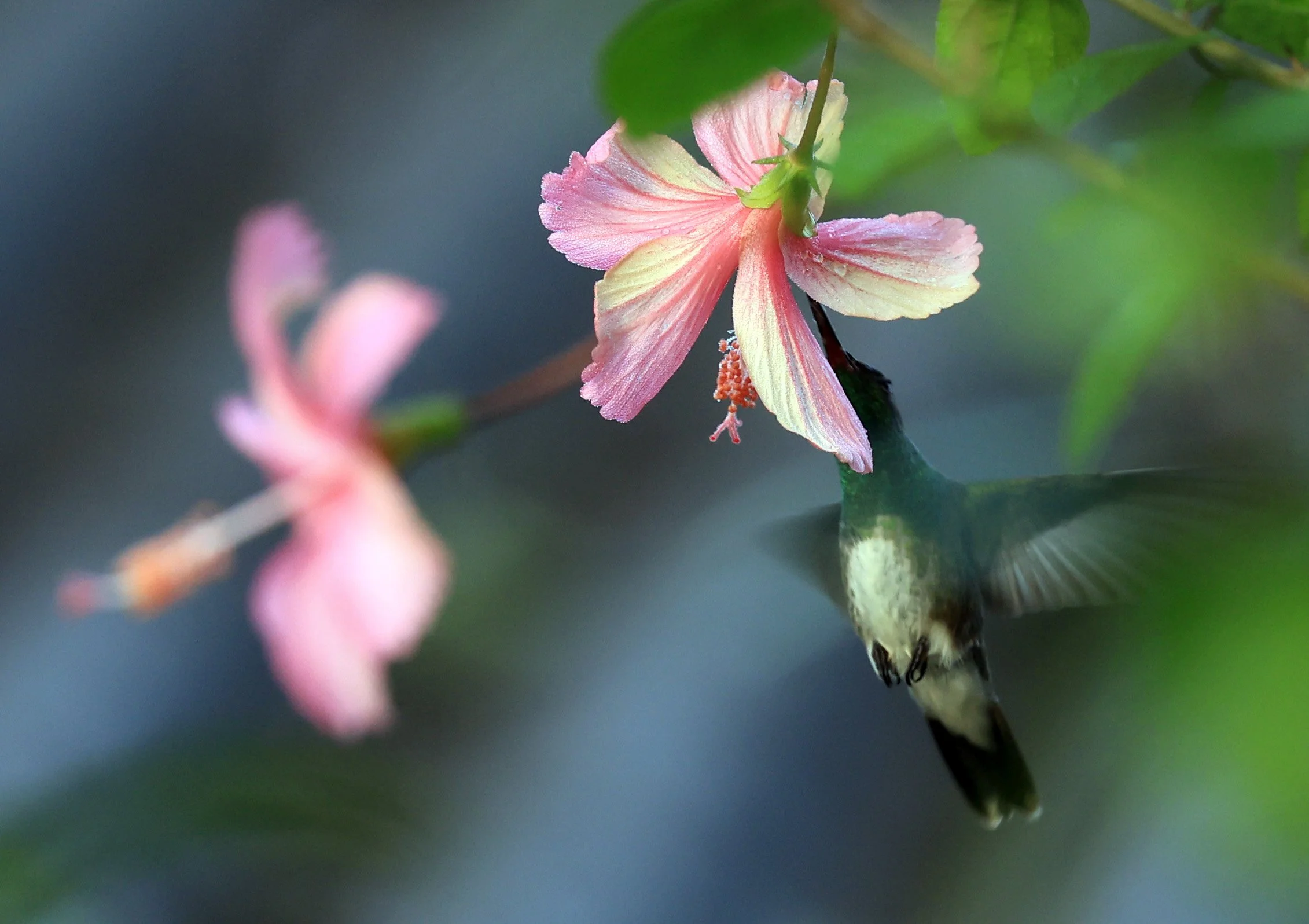 Violet-capped Woodnymph (Thalurania glaucopis) Superagui National Park