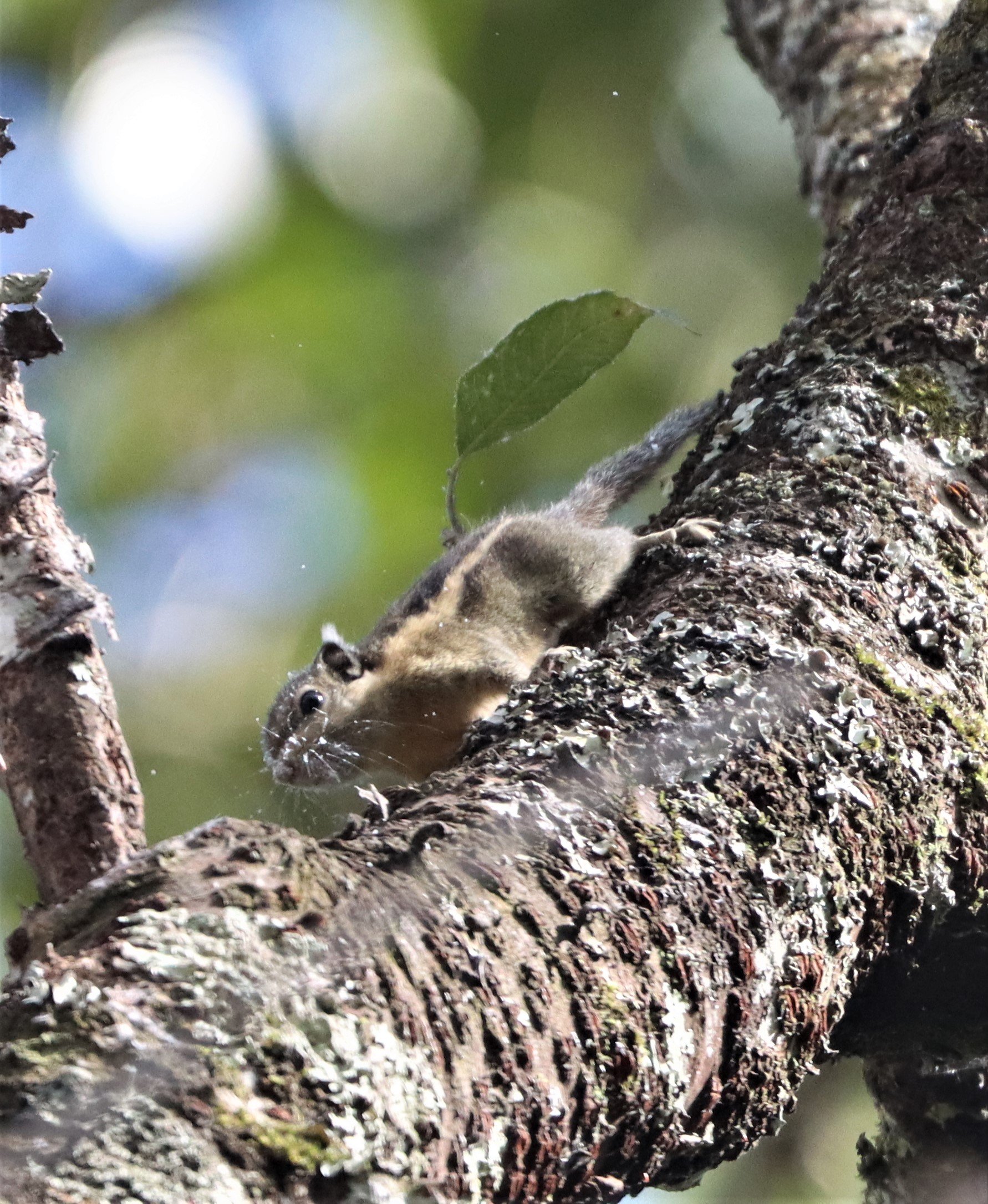 Tamiops mcclellandii - WESTERN OPR HIMALYAN STRIPED SQUIRREL - DOI INTHANON LOWER ELEVATIONS (2).jpg
