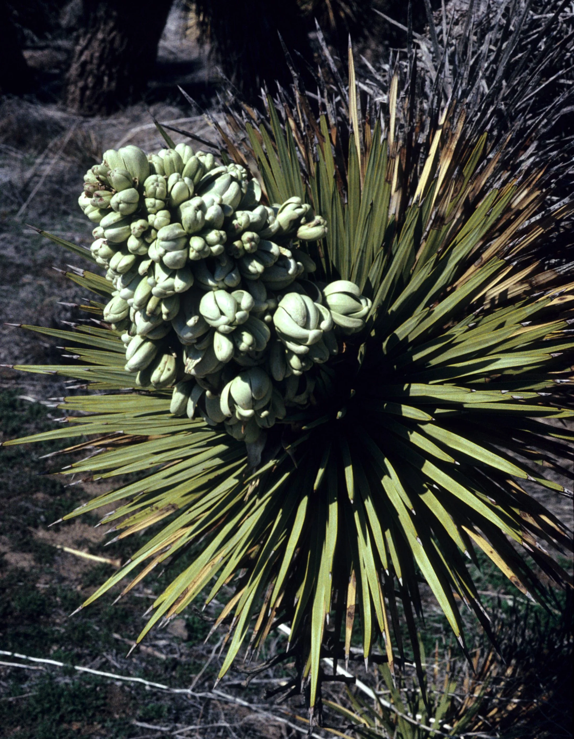 MOJAVE - LILIACEAE - YUCCA BREVIFOLIA - JOSHUA TREE.jpg