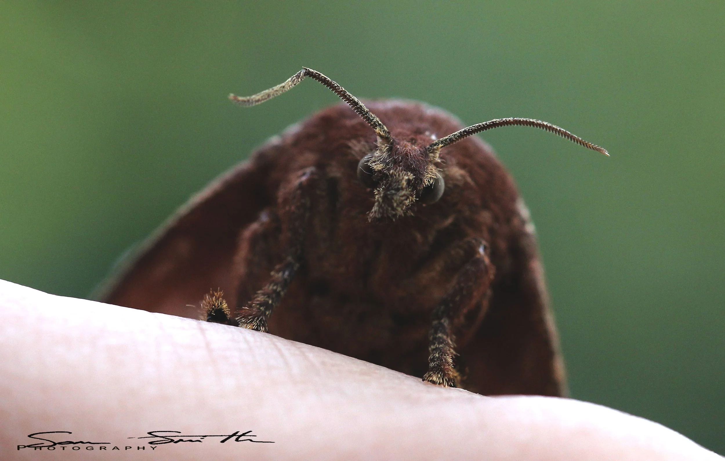 Family Lasiocampidae - Lappet Moths 