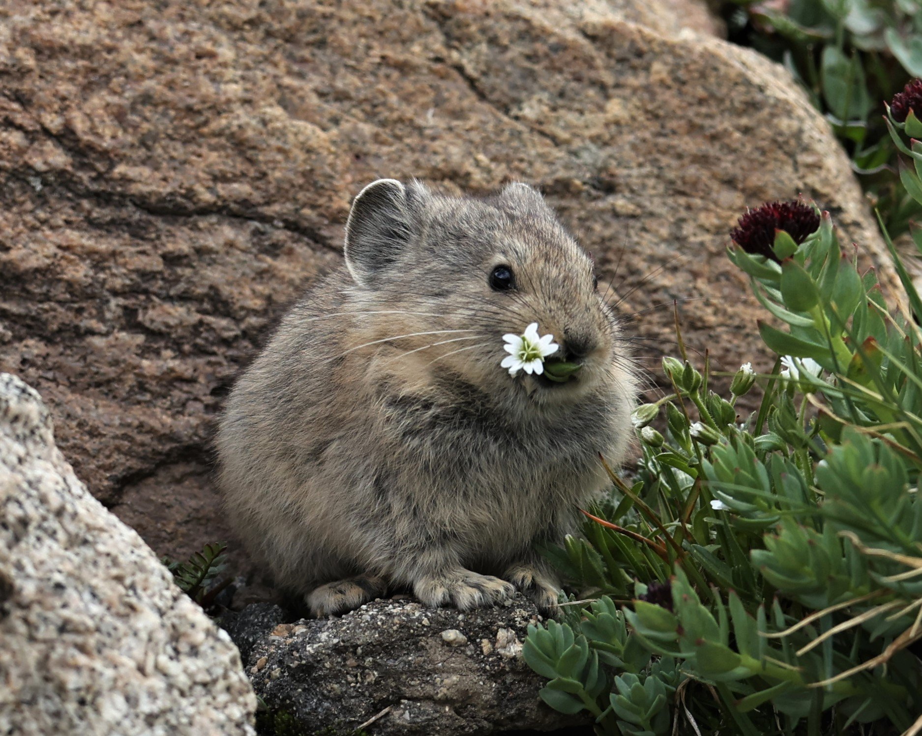 Order Lagomorpha, Rabbits. Hare, Pika — Coke Smith Wildlife
