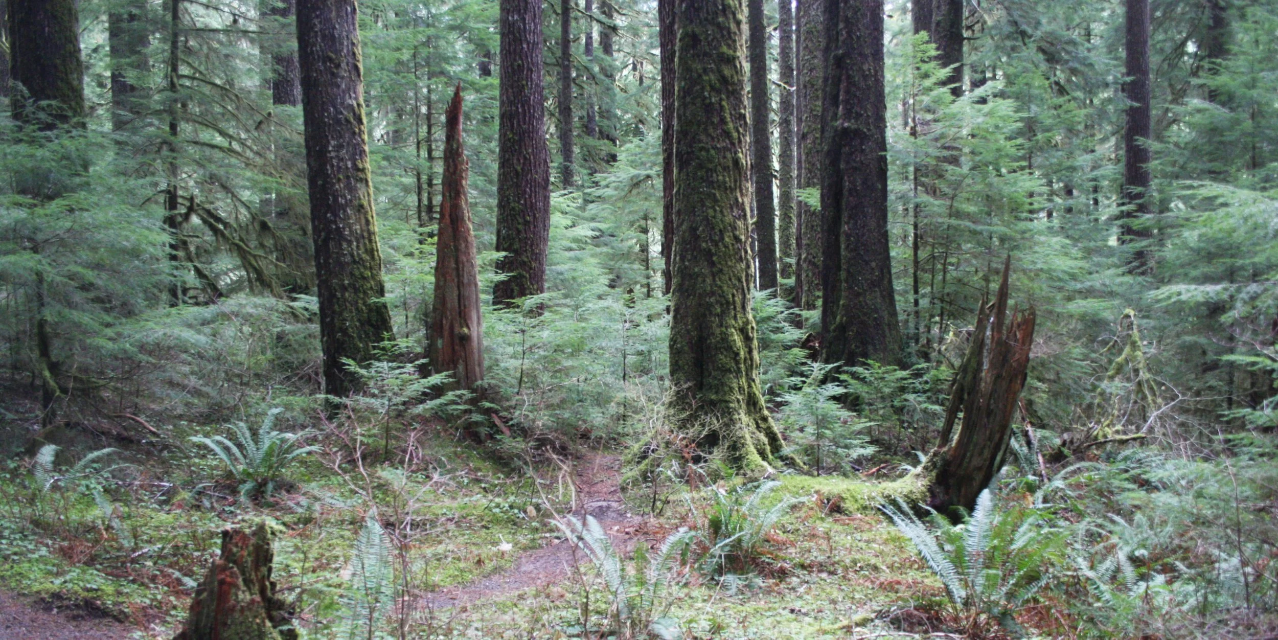 SOL DUC FALLS AND FOREST - ONP WA (26).JPG