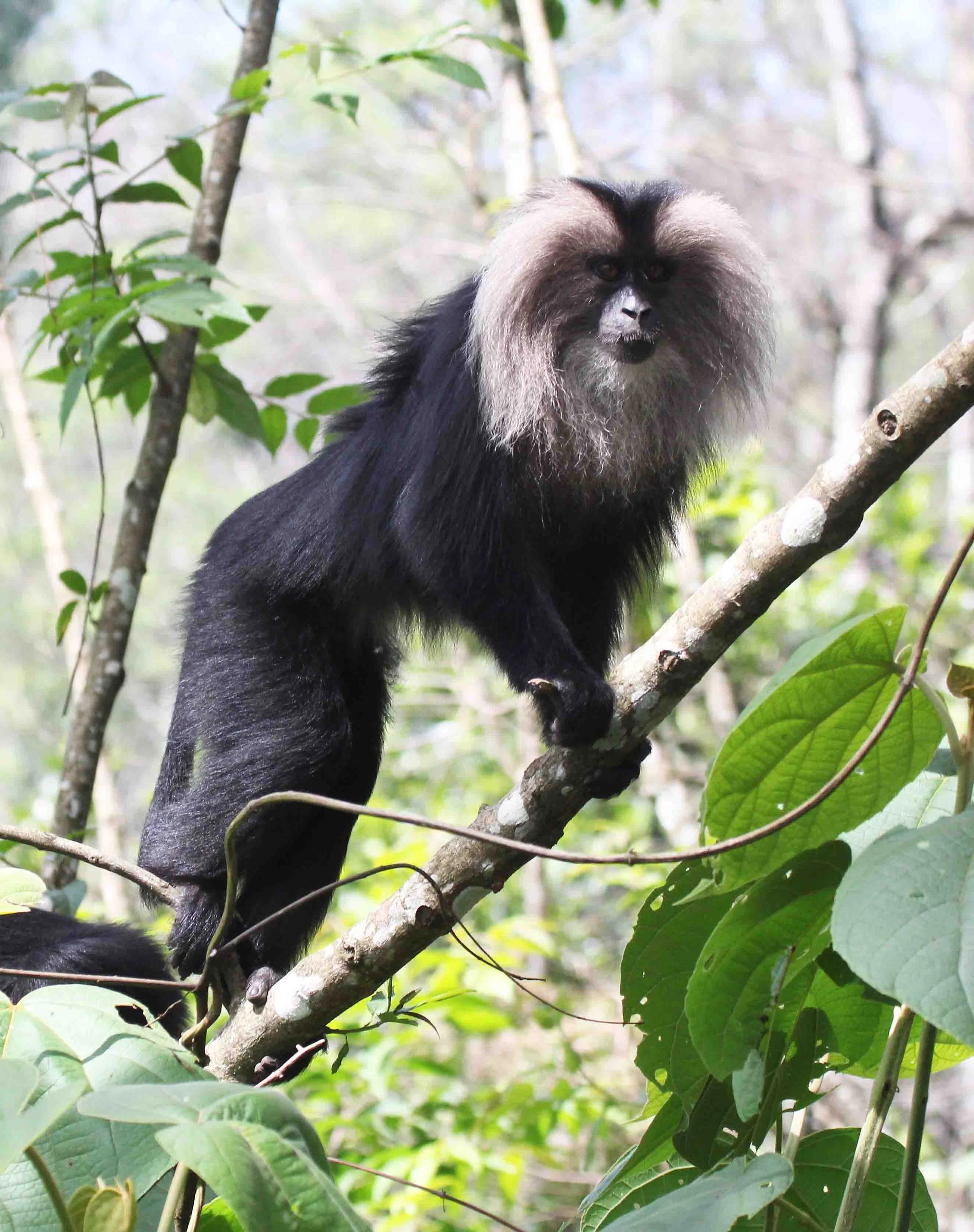 CERCOPITHECIDAE - Macaca silenus -LION-TAILED MACAQUE - VALPARAI PARK TAMIL NADU (148).JPG