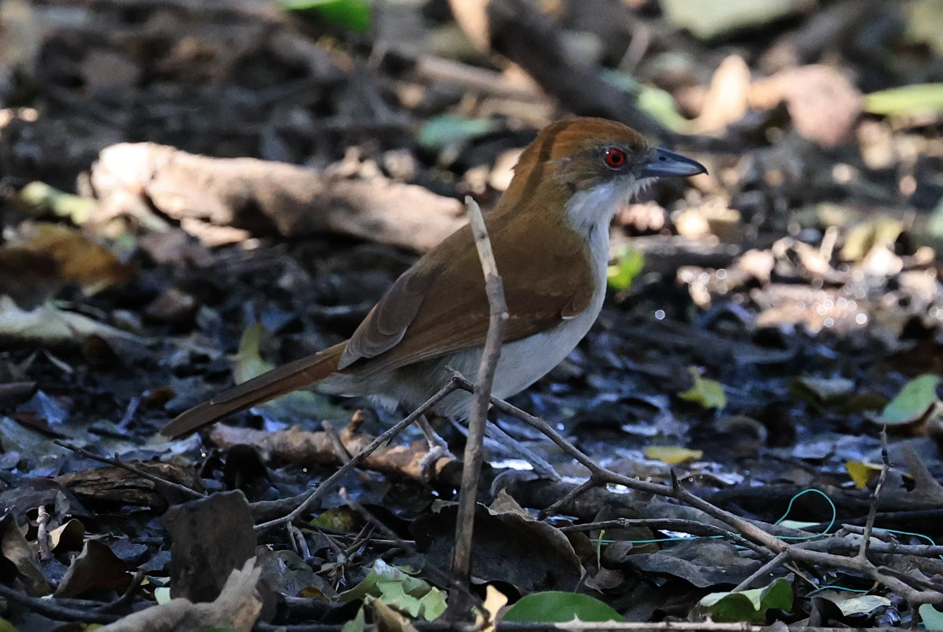 Great Antshrike (Taraba major) female-Agua Dulce Paraguay (3).jpg